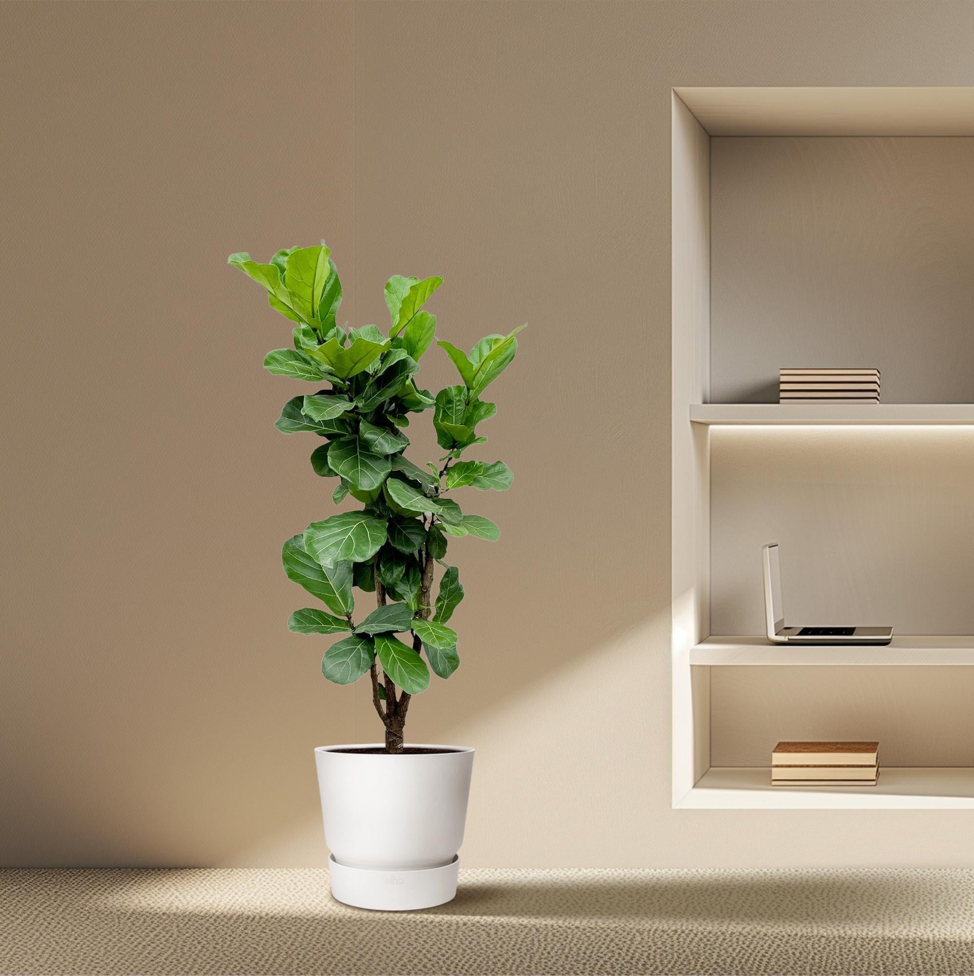 Ficus Lyrata (vertakt) Ø 32 H 180 cm 4