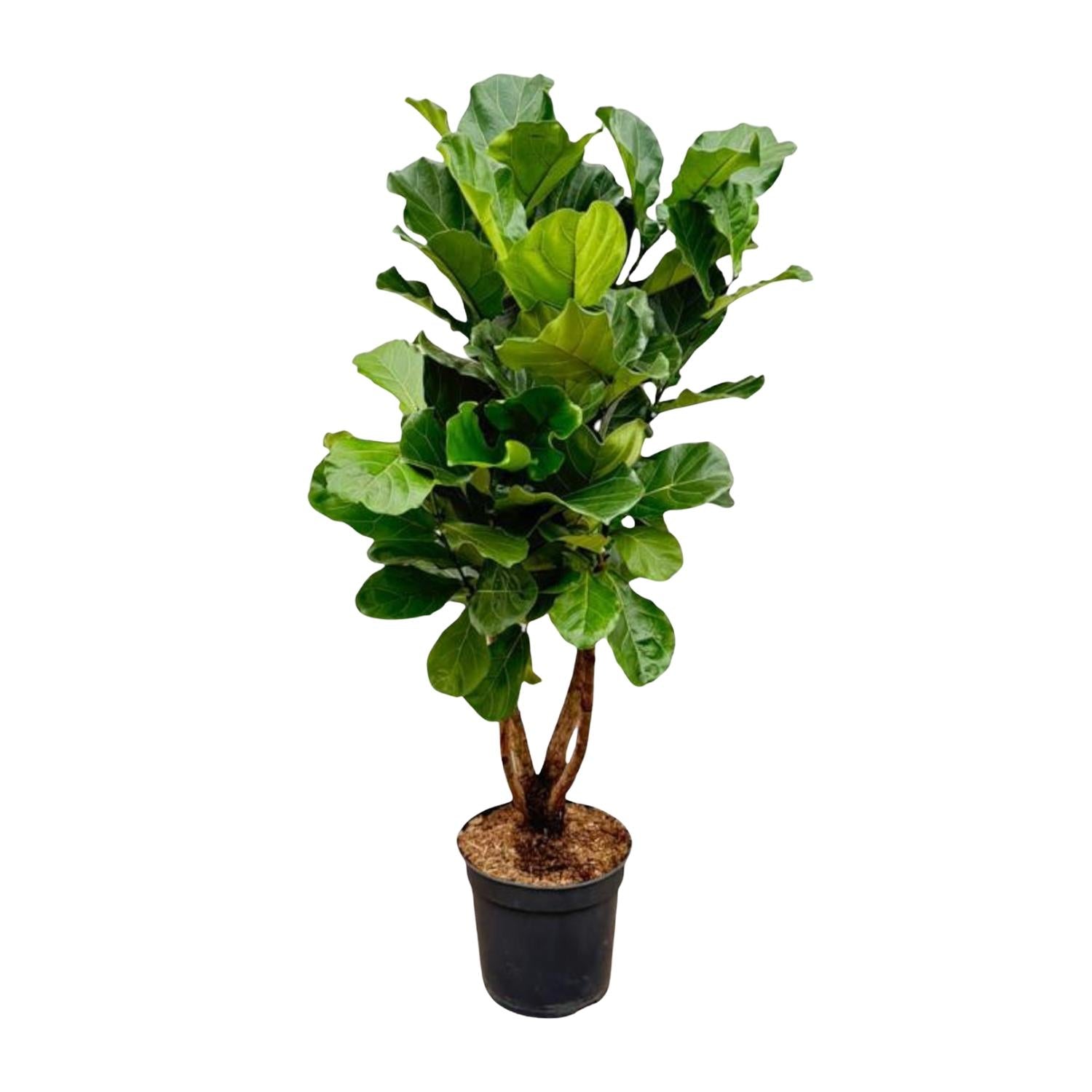 Ficus Lyrata (vertakt) Ø 32 H 200 cm