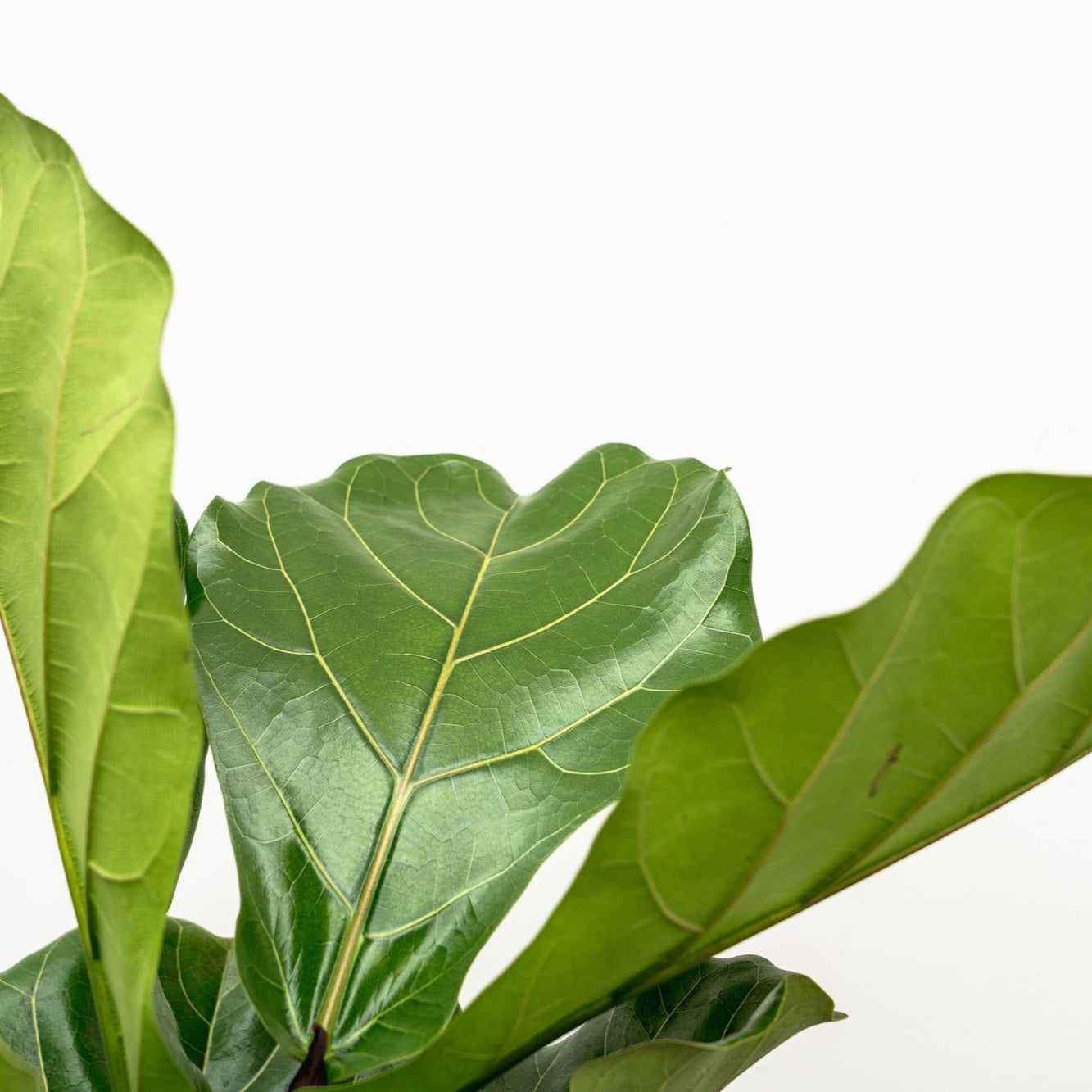 Ficus Lyrata (vertakt) Ø 32 H 200 cm 2