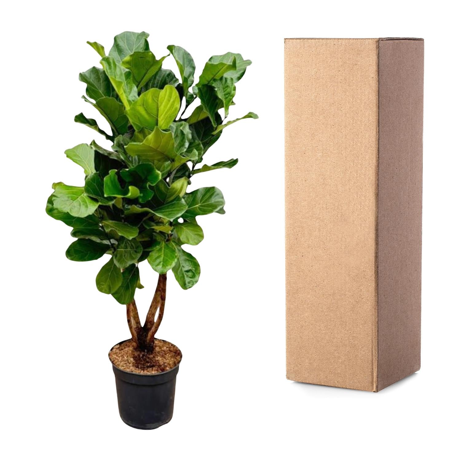 Ficus Lyrata (vertakt) Ø 32 H 200 cm 4