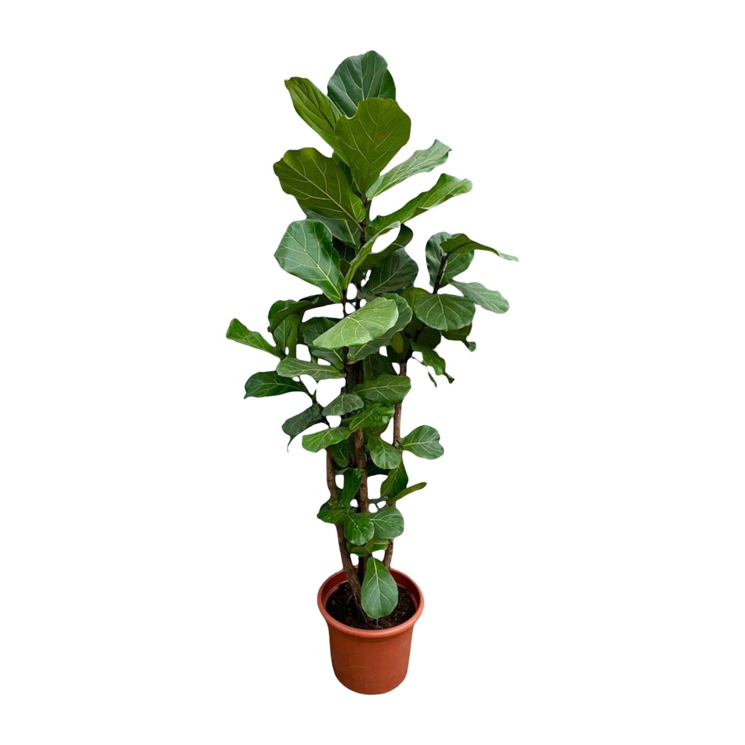 Ficus Lyrata (vertakt) Ø 40 H 220 cm