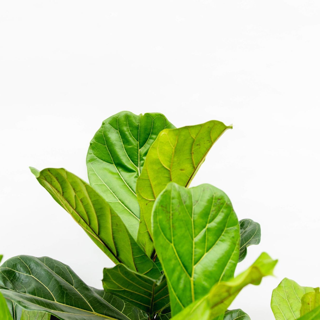 Ficus Lyrata (vertakt) Ø 40 H 220 cm 2