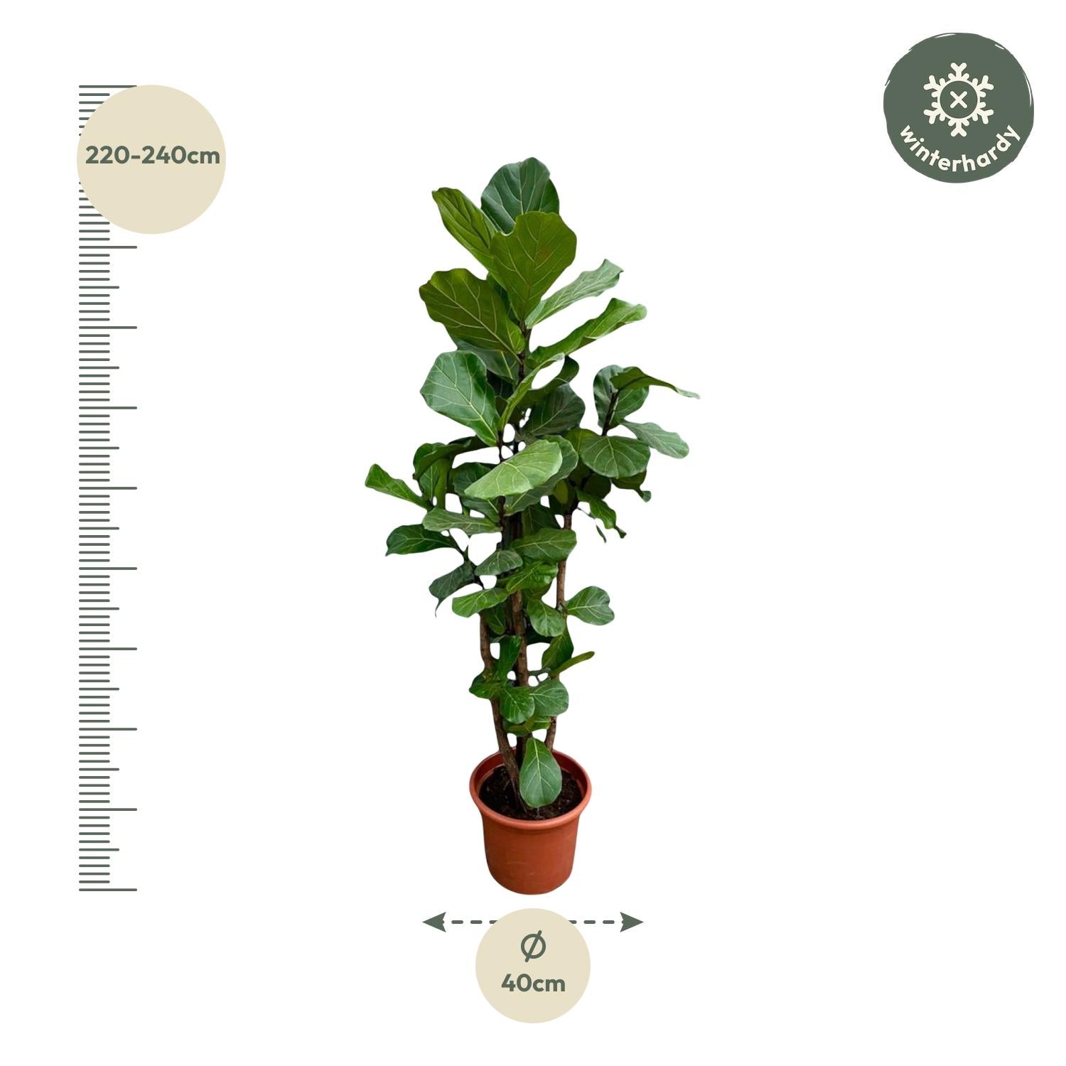 Ficus Lyrata (vertakt) Ø 40 H 220 cm 3