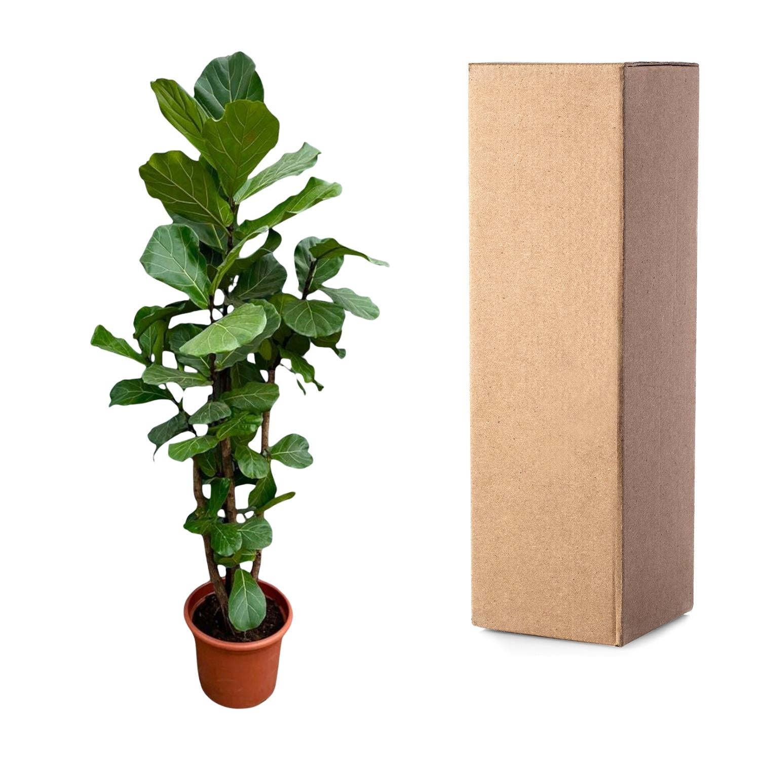 Ficus Lyrata (vertakt) Ø 40 H 220 cm 4