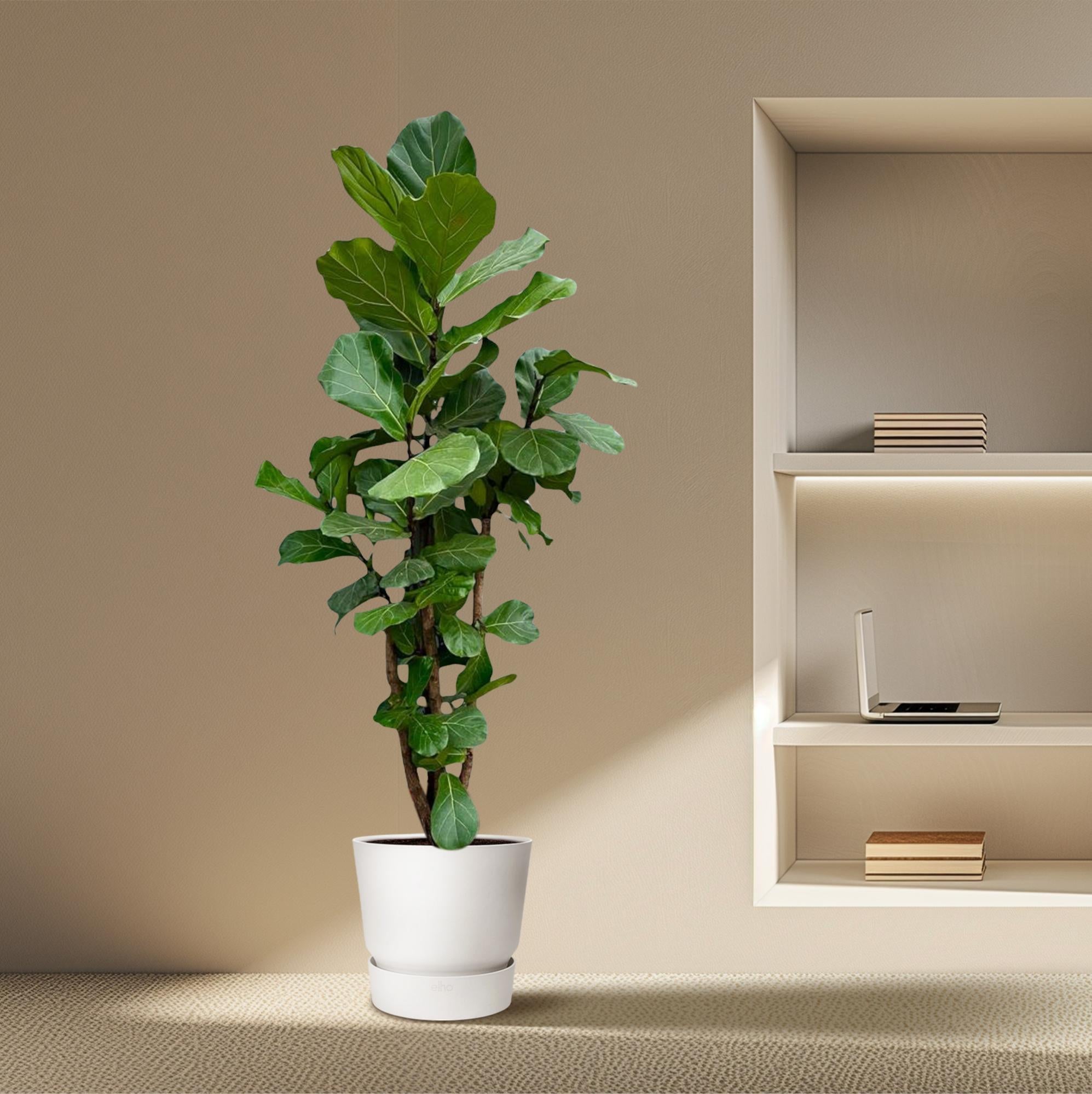 Ficus Lyrata (vertakt) Ø 40 H 220 cm 5