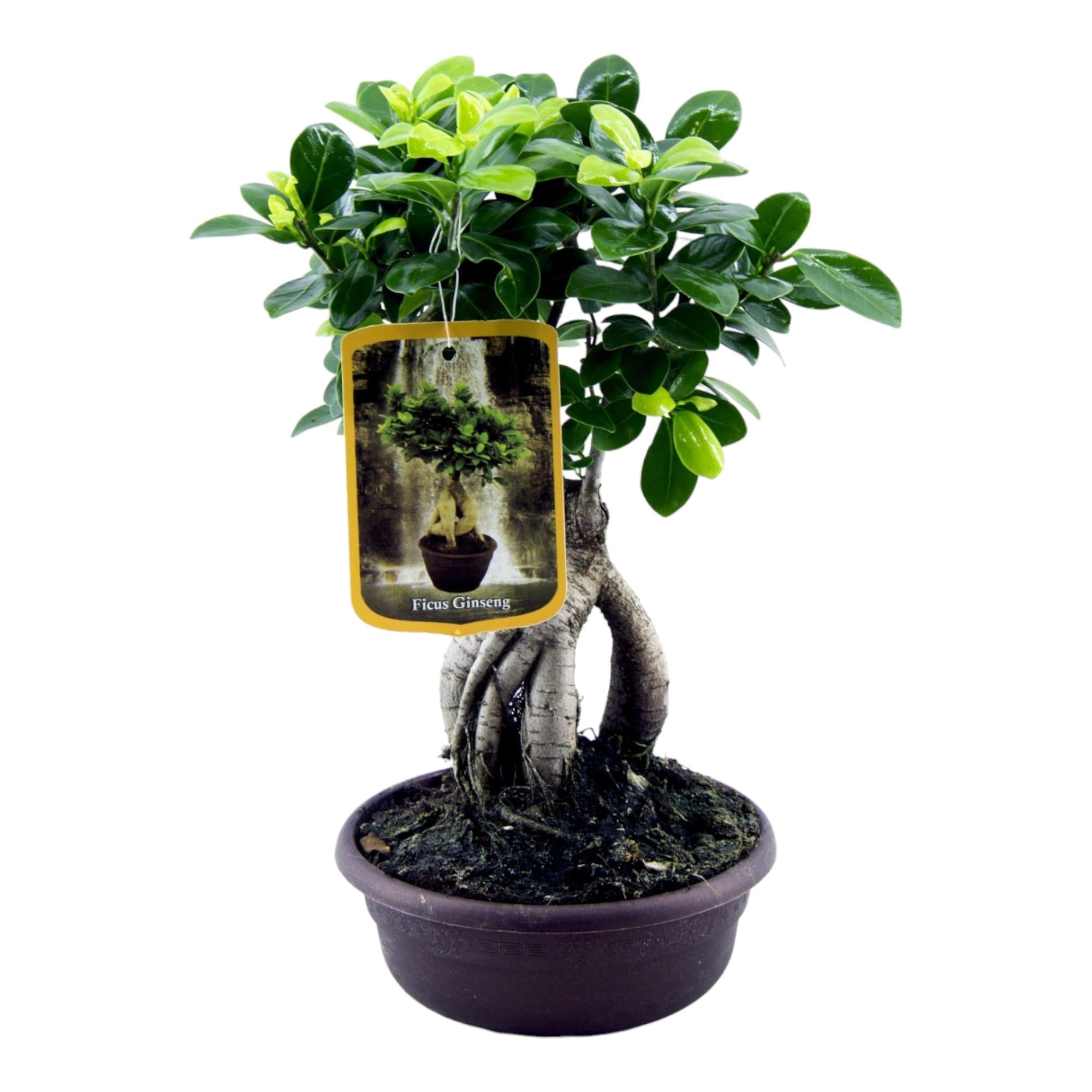Ficus Microcarpa Ginseng Ø 14 H 30 cm