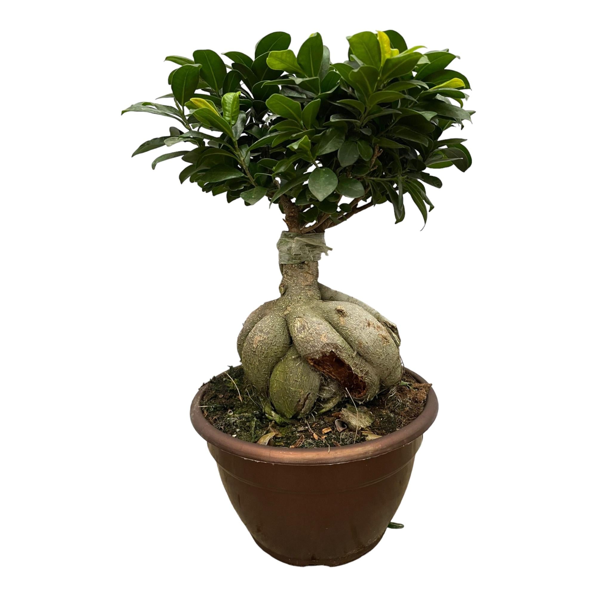 Ficus Microcarpa Ginseng Ø 25 H 50 cm