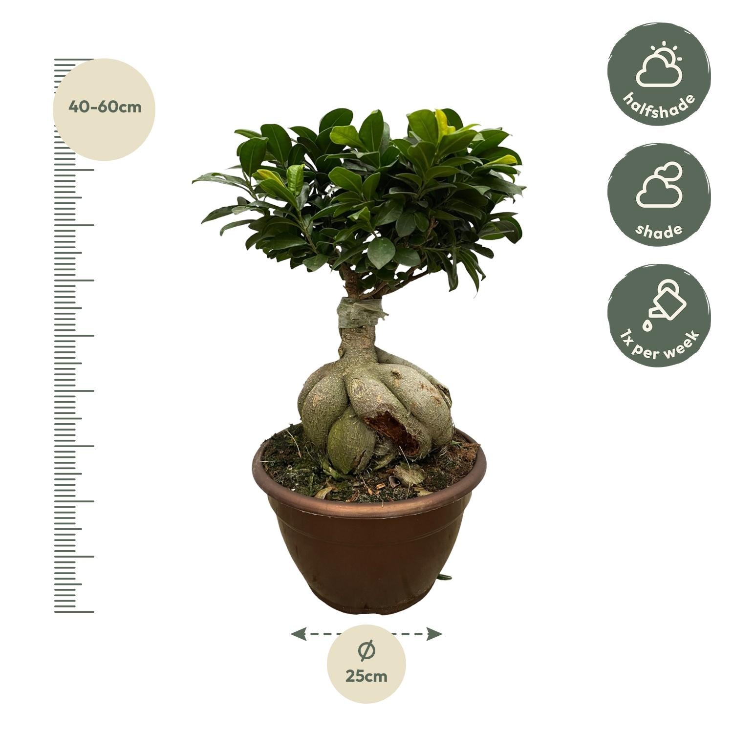 Ficus Microcarpa Ginseng Ø 25 H 50 cm 2