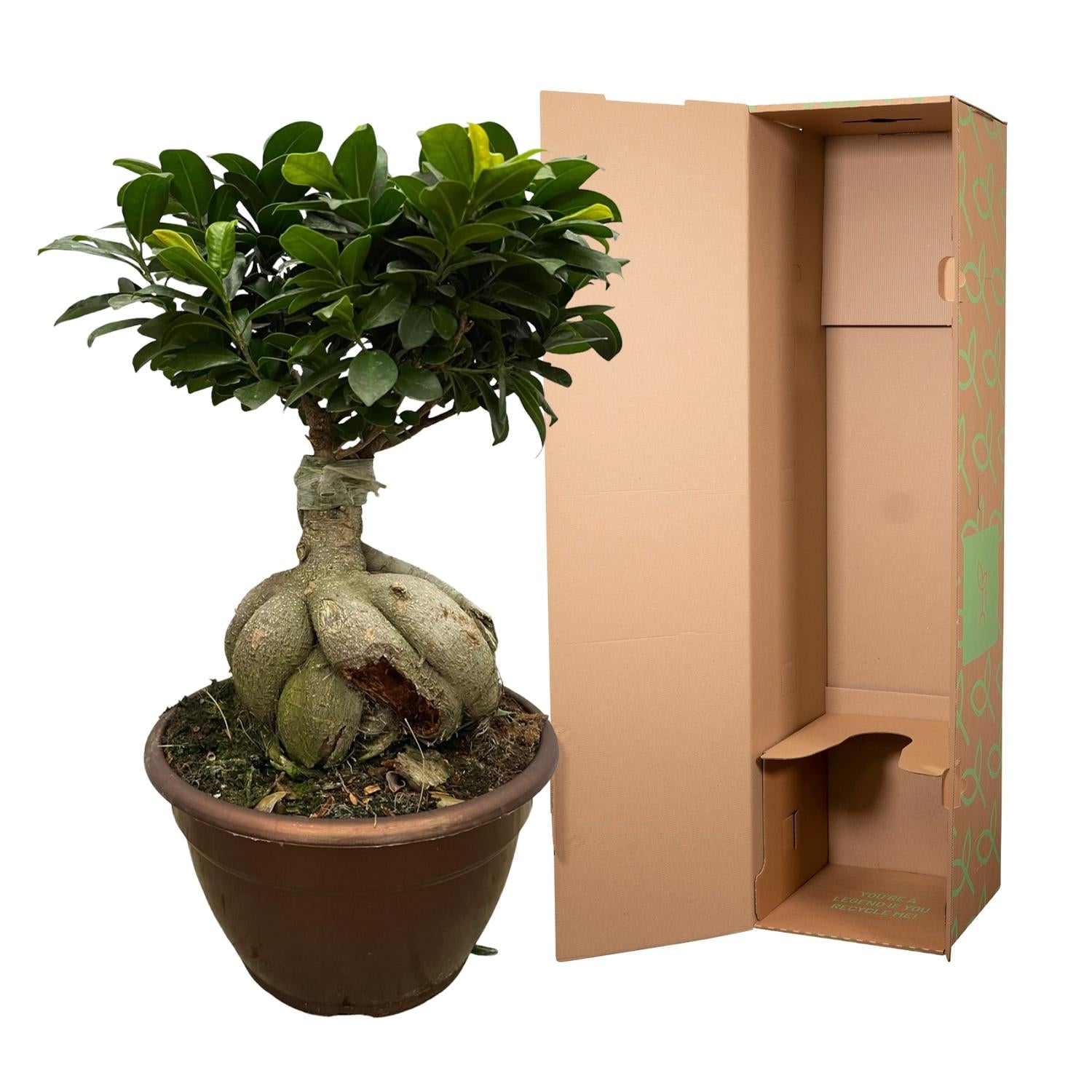 Ficus Microcarpa Ginseng Ø 25 H 50 cm 3
