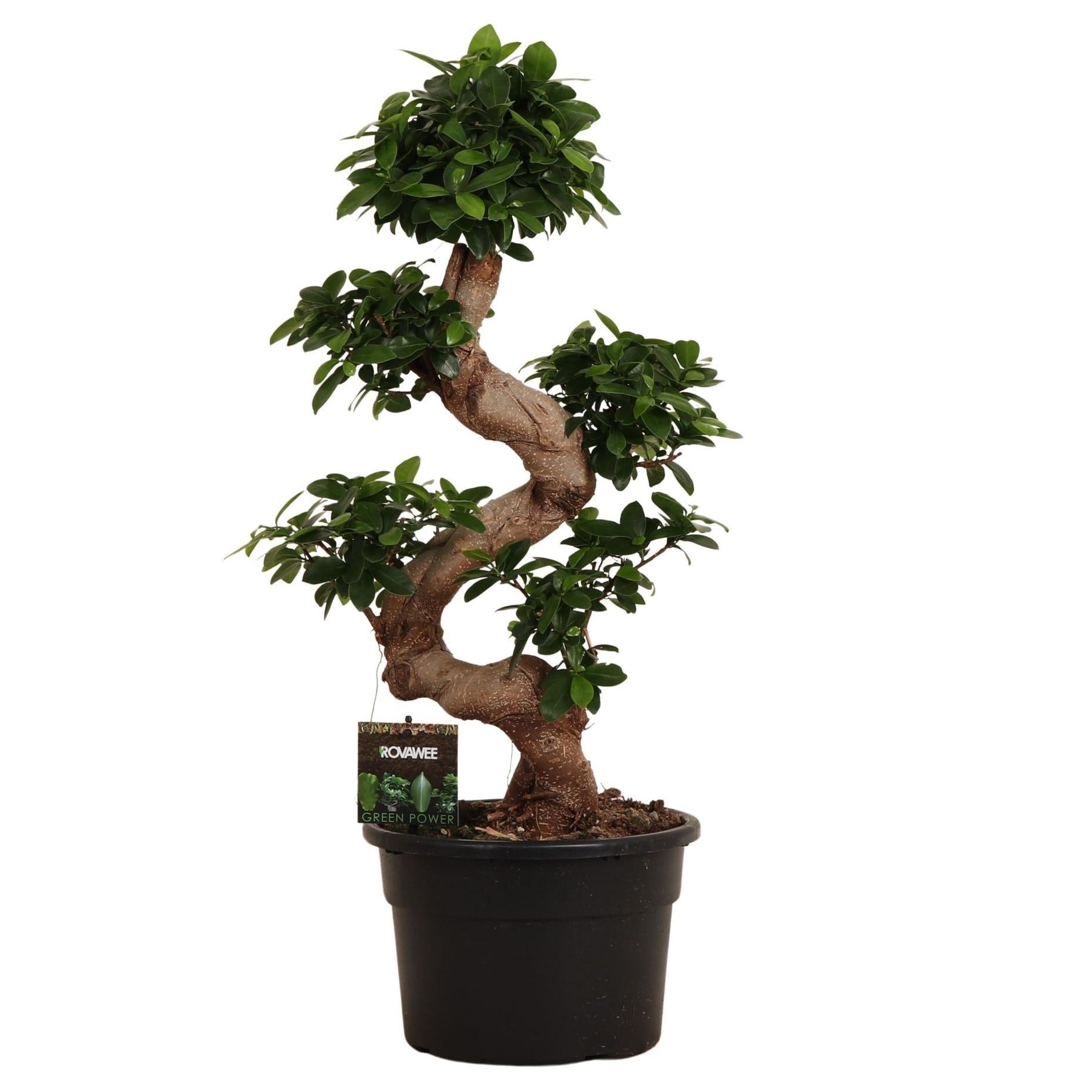 Ficus Microcarpa Ginseng Ø 27 H 80 cm
