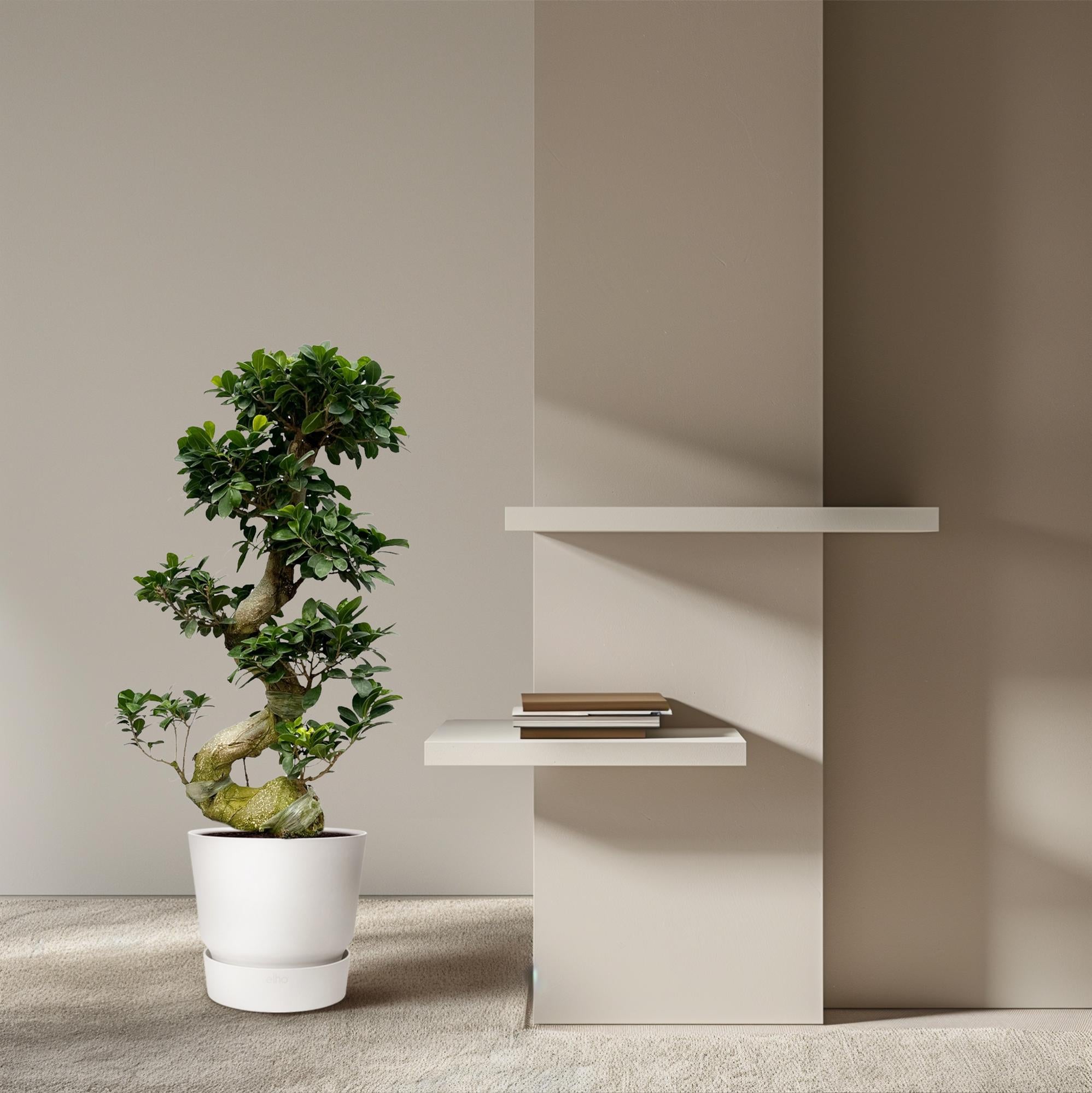 Ficus Microcarpa Ginseng Ø 27 H 80 cm 2