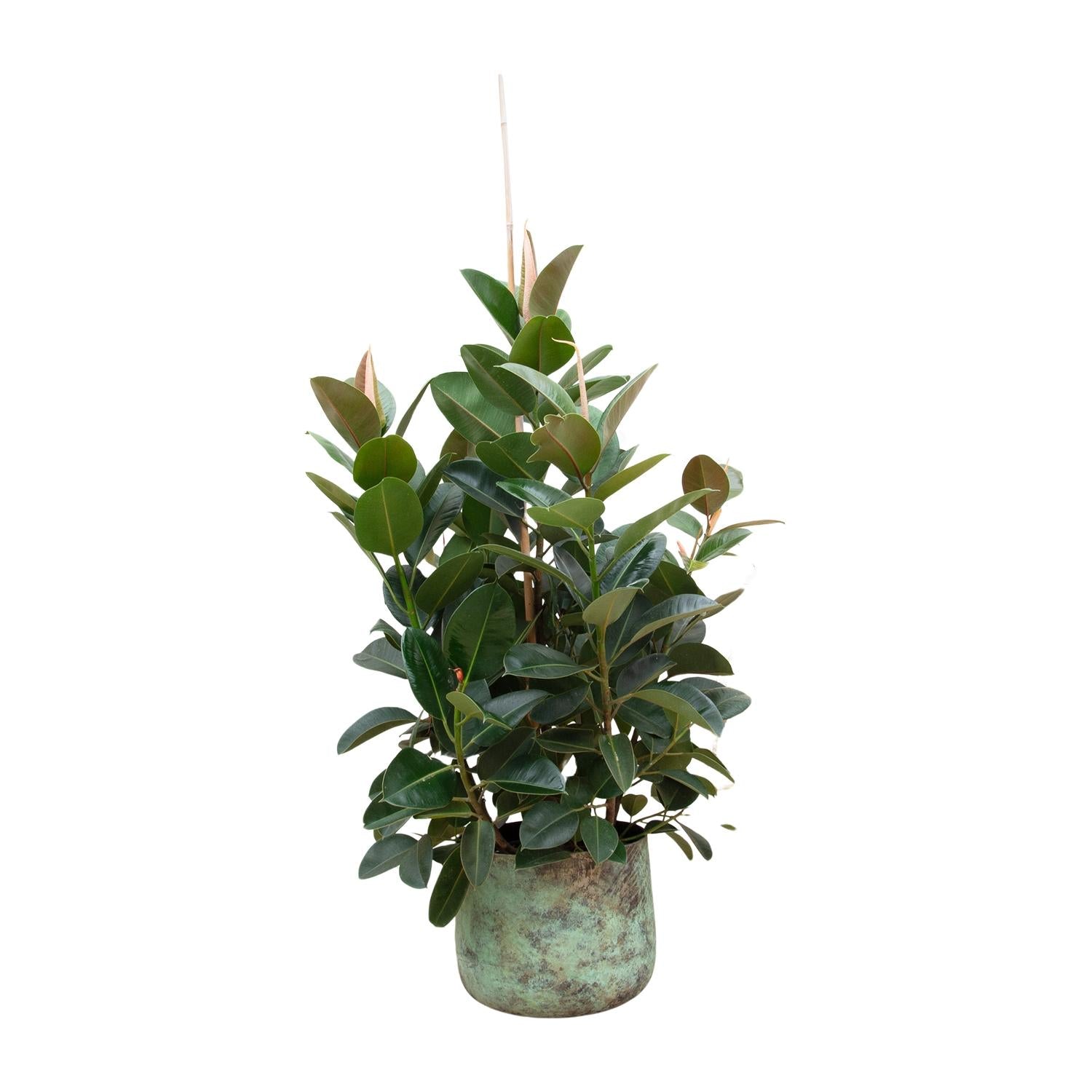 Ficus Robusta (vertakt) Ø 38 H 150 cm