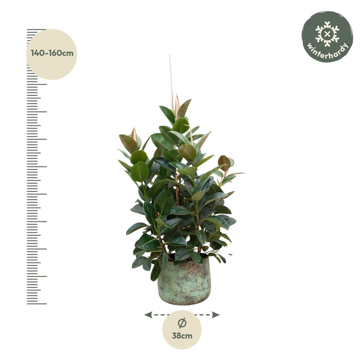 Ficus Robusta (vertakt) Ø 38 H 150 cm 2