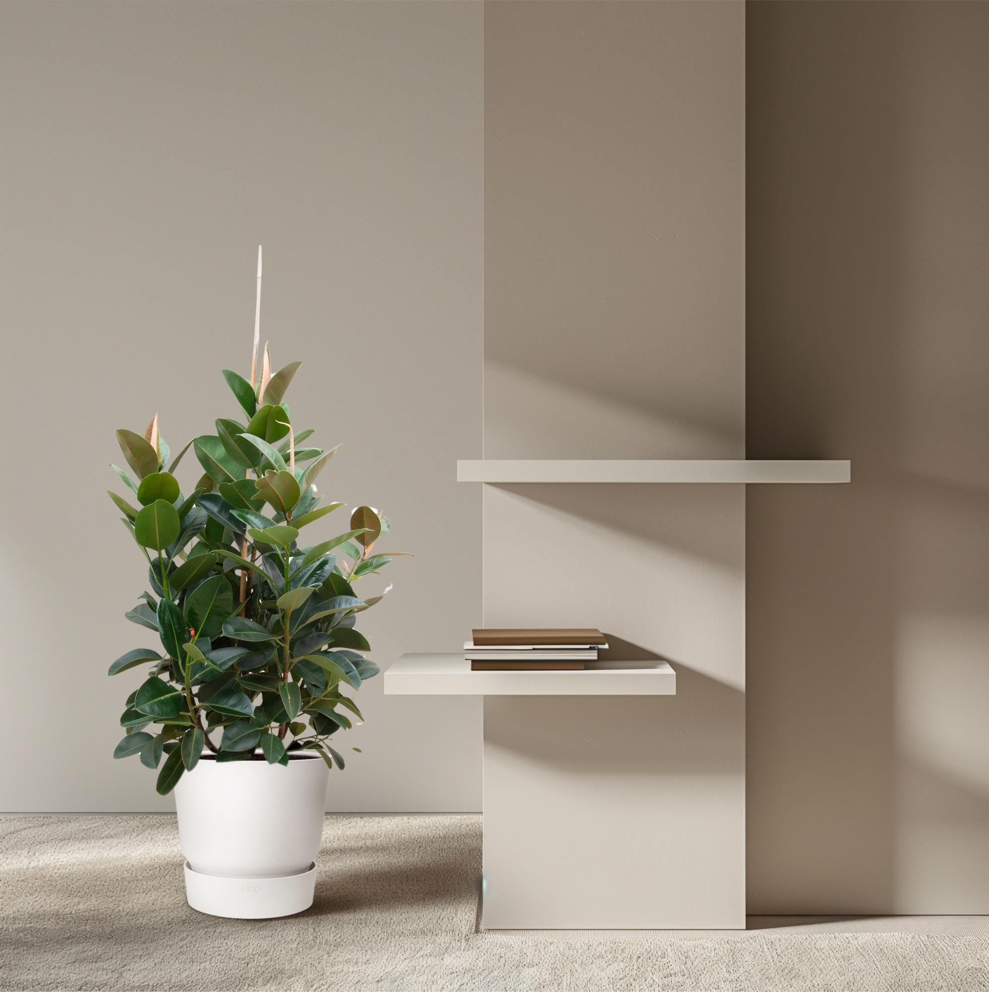 Ficus Robusta (vertakt) Ø 38 H 150 cm 4