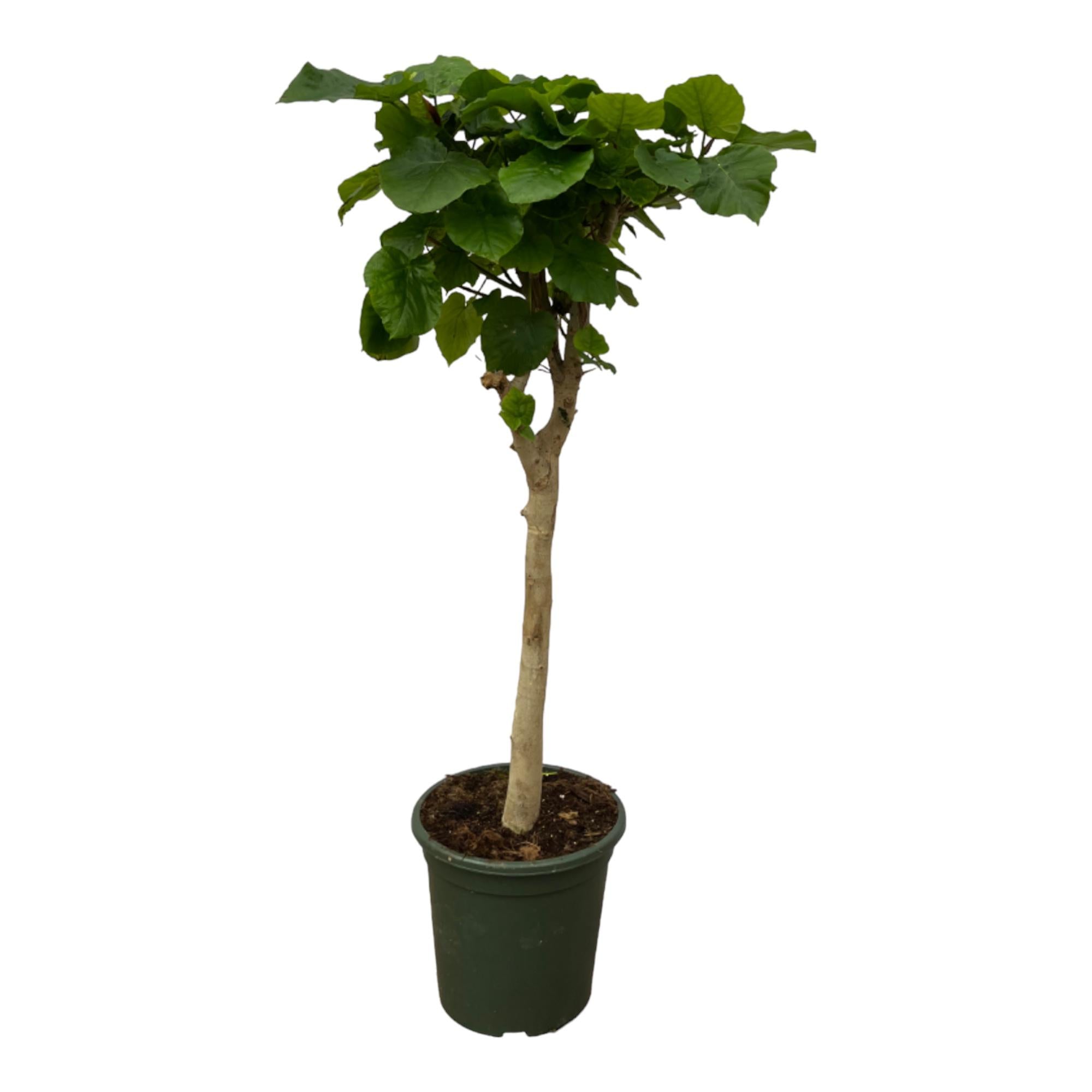 Ficus Umbellata (op stam) Ø 30 H 180 cm