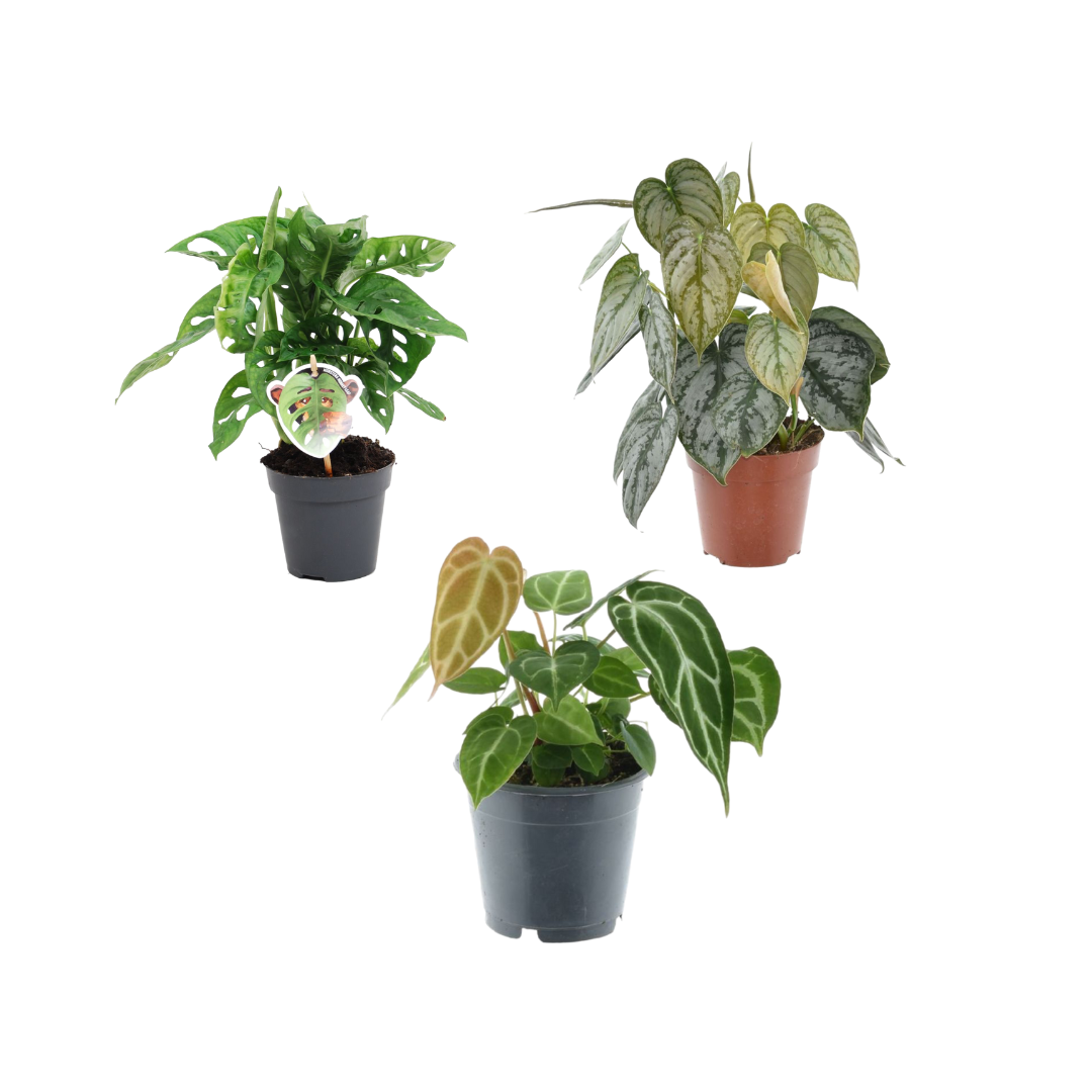 Groen Mix 3 Planten Monstera Obliqua Monkey Leaf Ø 12 H 25 cm en Philodendron Brandtianum Ø 12 H 35 cm en Anthurium Crystallinum Ø 12 H 35 cm