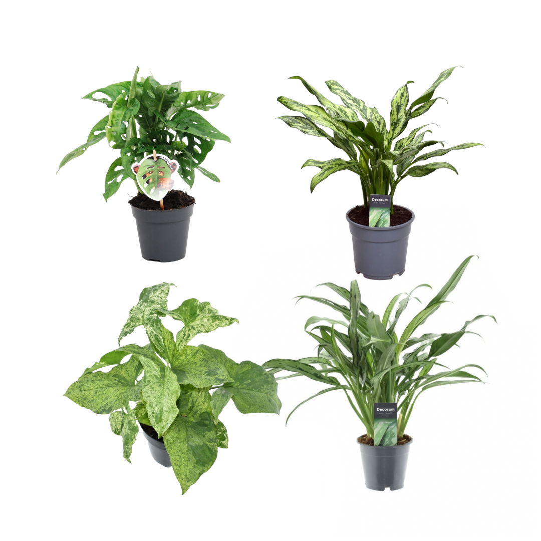 Groen Mix 4 Planten Monstera Obliqua Monkey Leaf Ø 12 H 25 cm en Aglaonema Juliette Ø 12 H 40 cm en Syngonium Mottled Ø 12 H 25 cm en Aglaonema Cutlass Ø 12 H 40 cm