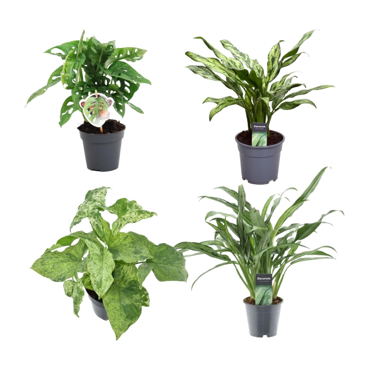 Groen Mix 4 Planten Monstera Obliqua Monkey Leaf Ø 12 H 25 cm en Aglaonema Juliette Ø 12 H 40 cm en Syngonium Mottled Ø 12 H 25 cm en Aglaonema Cutlass Ø 12 H 40 cm 2