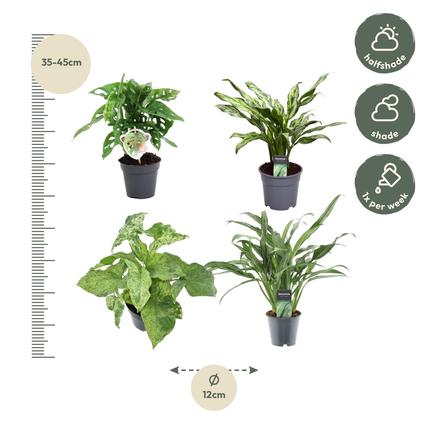 Groen Mix 4 Planten Monstera Obliqua Monkey Leaf Ø 12 H 25 cm en Aglaonema Juliette Ø 12 H 40 cm en Syngonium Mottled Ø 12 H 25 cm en Aglaonema Cutlass Ø 12 H 40 cm 3