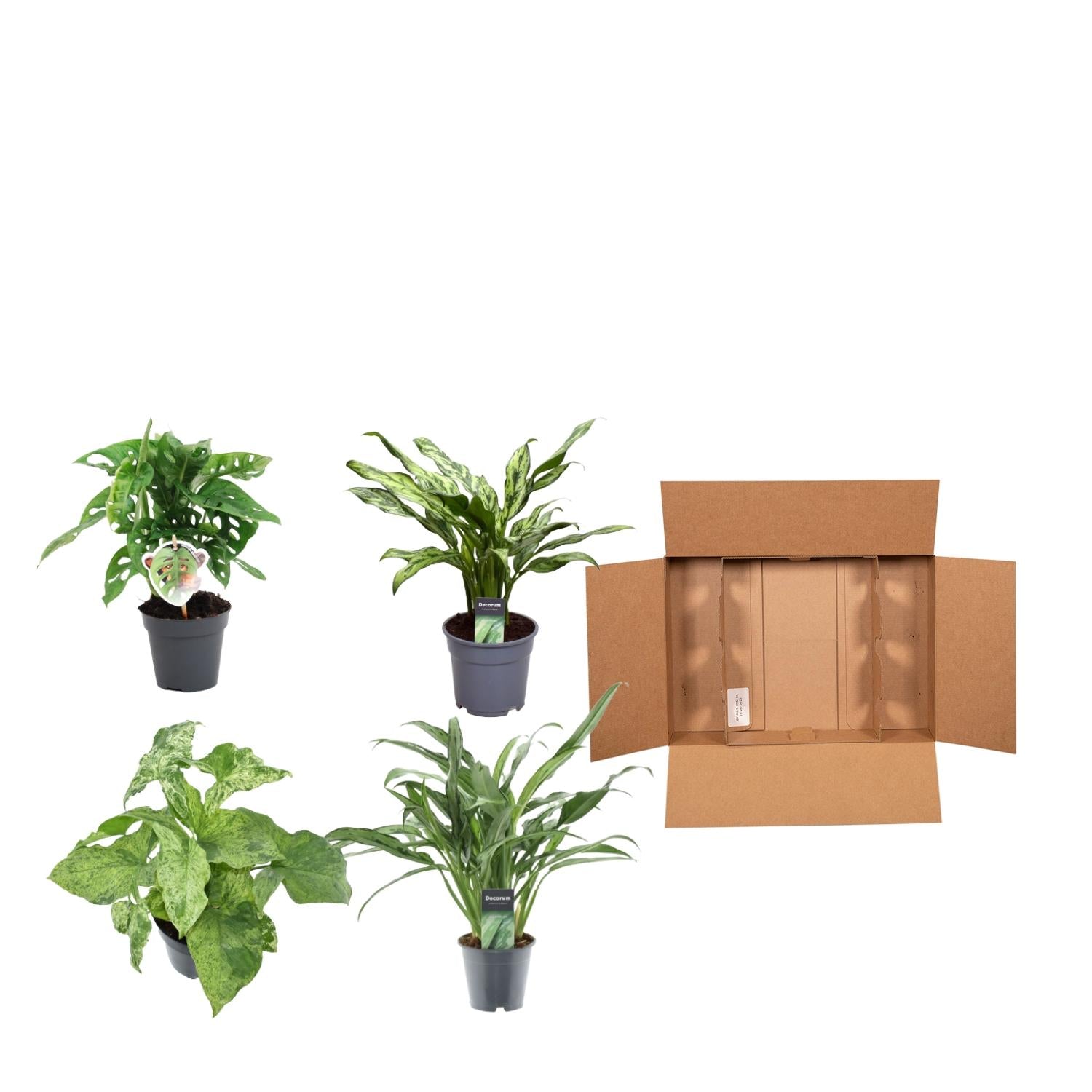 Groen Mix 4 Planten Monstera Obliqua Monkey Leaf Ø 12 H 25 cm en Aglaonema Juliette Ø 12 H 40 cm en Syngonium Mottled Ø 12 H 25 cm en Aglaonema Cutlass Ø 12 H 40 cm 4