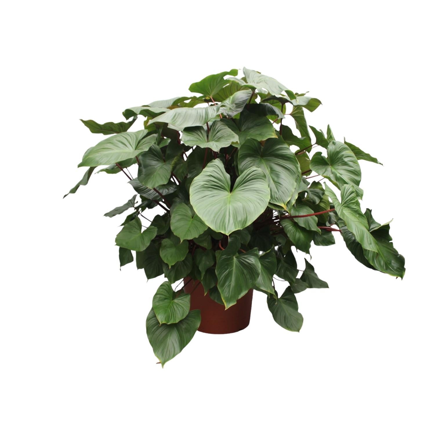 Homalomena Rubescens Maggy Ø 60 H 170 cm