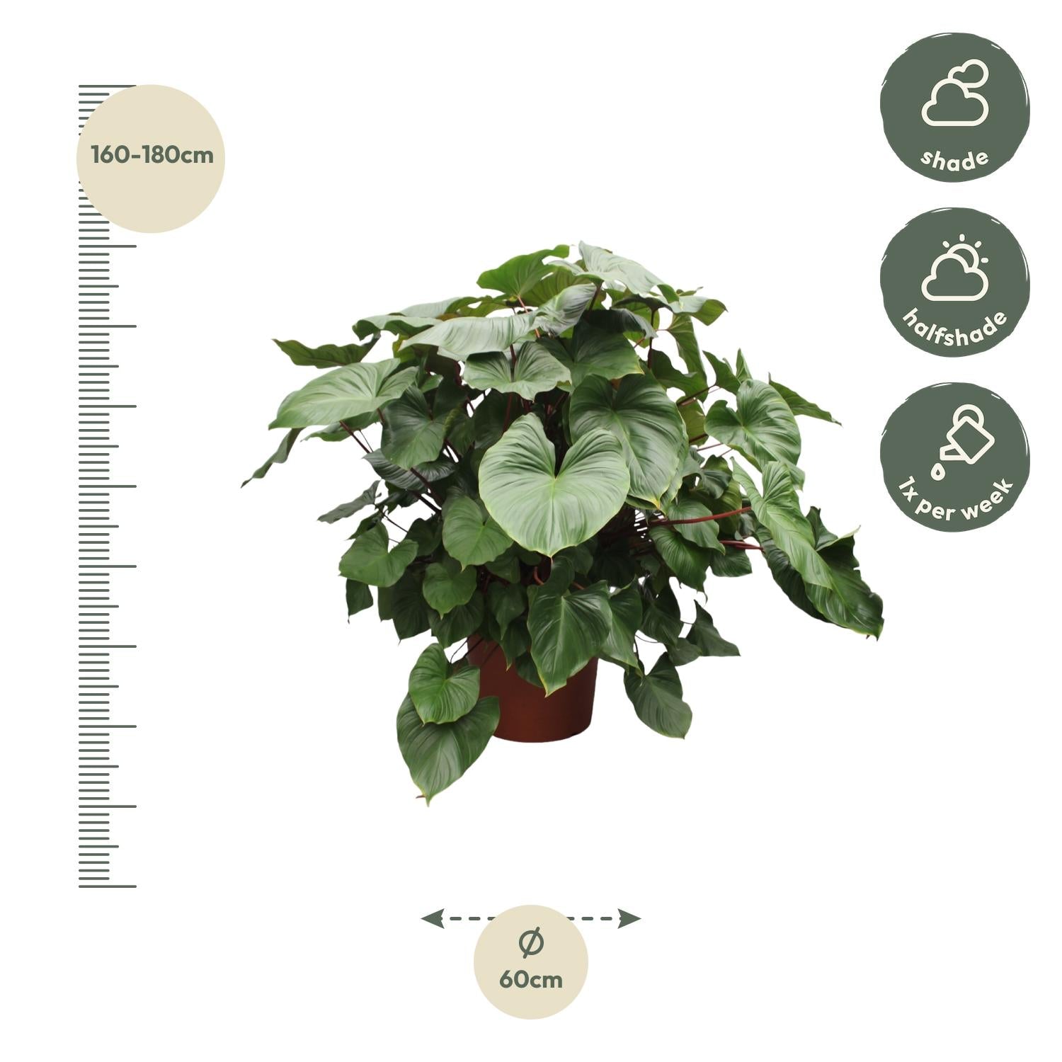 Homalomena Rubescens Maggy Ø 60 H 170 cm 2