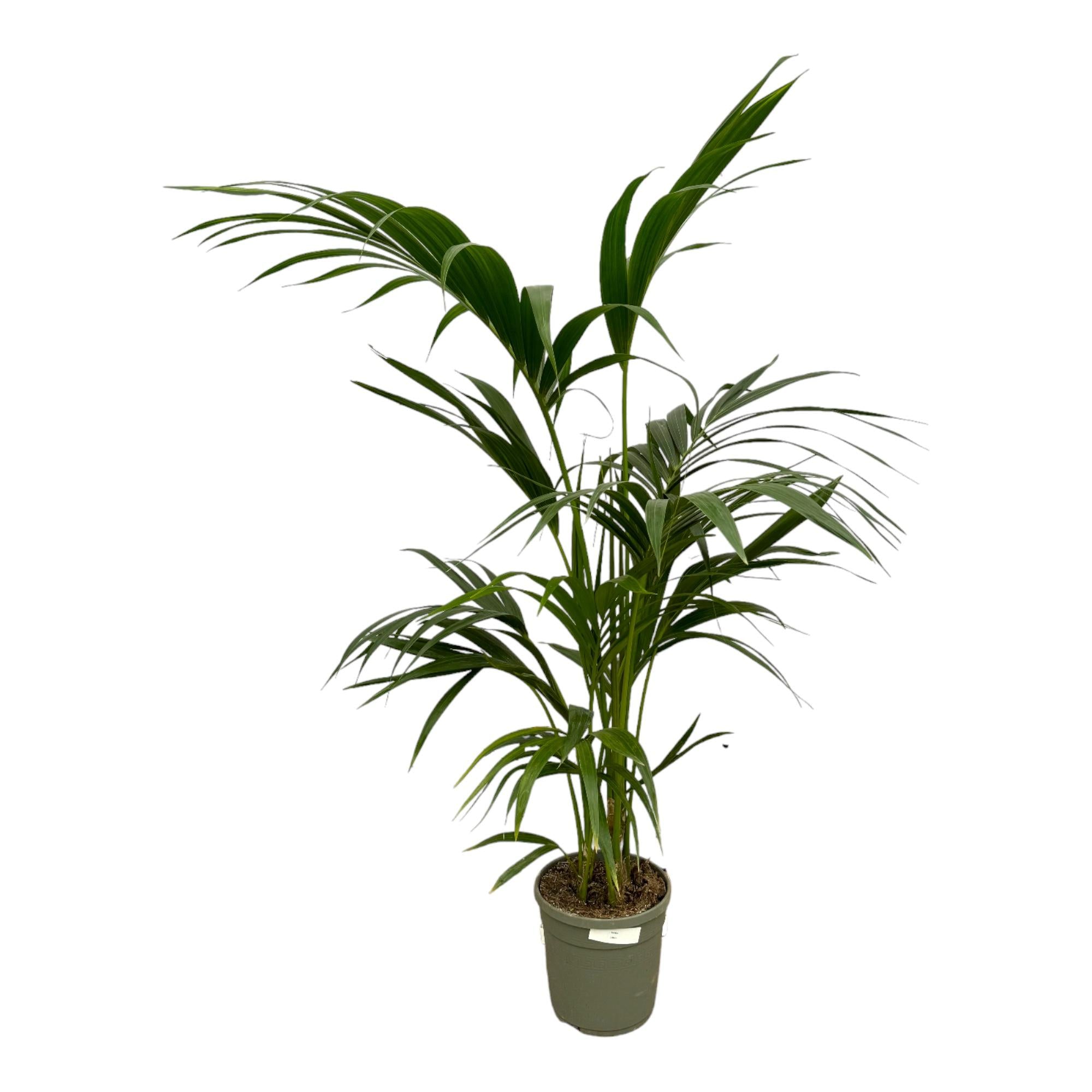 Kentia Palm Ø 21 H 130 cm