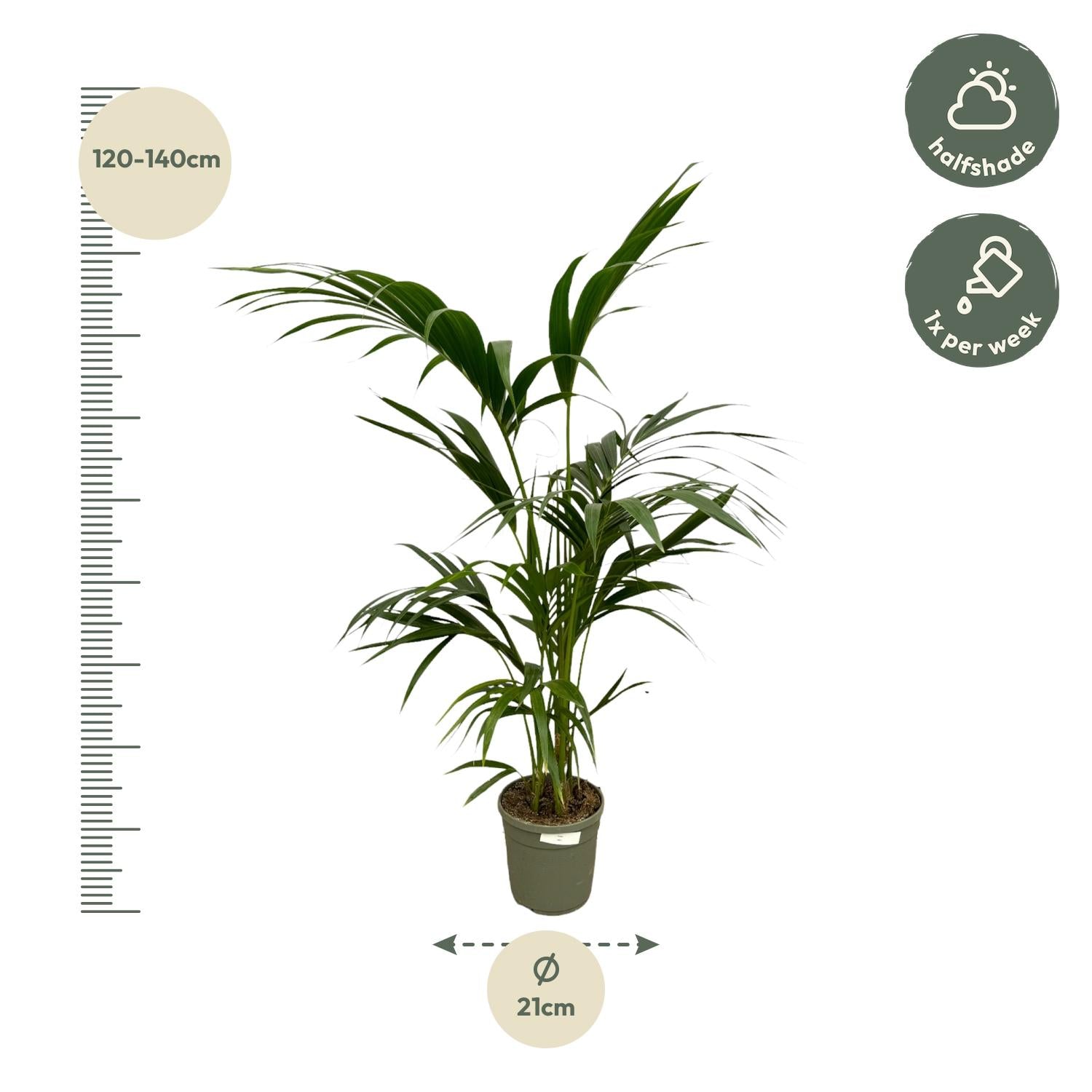 Kentia Palm Ø 21 H 130 cm 2