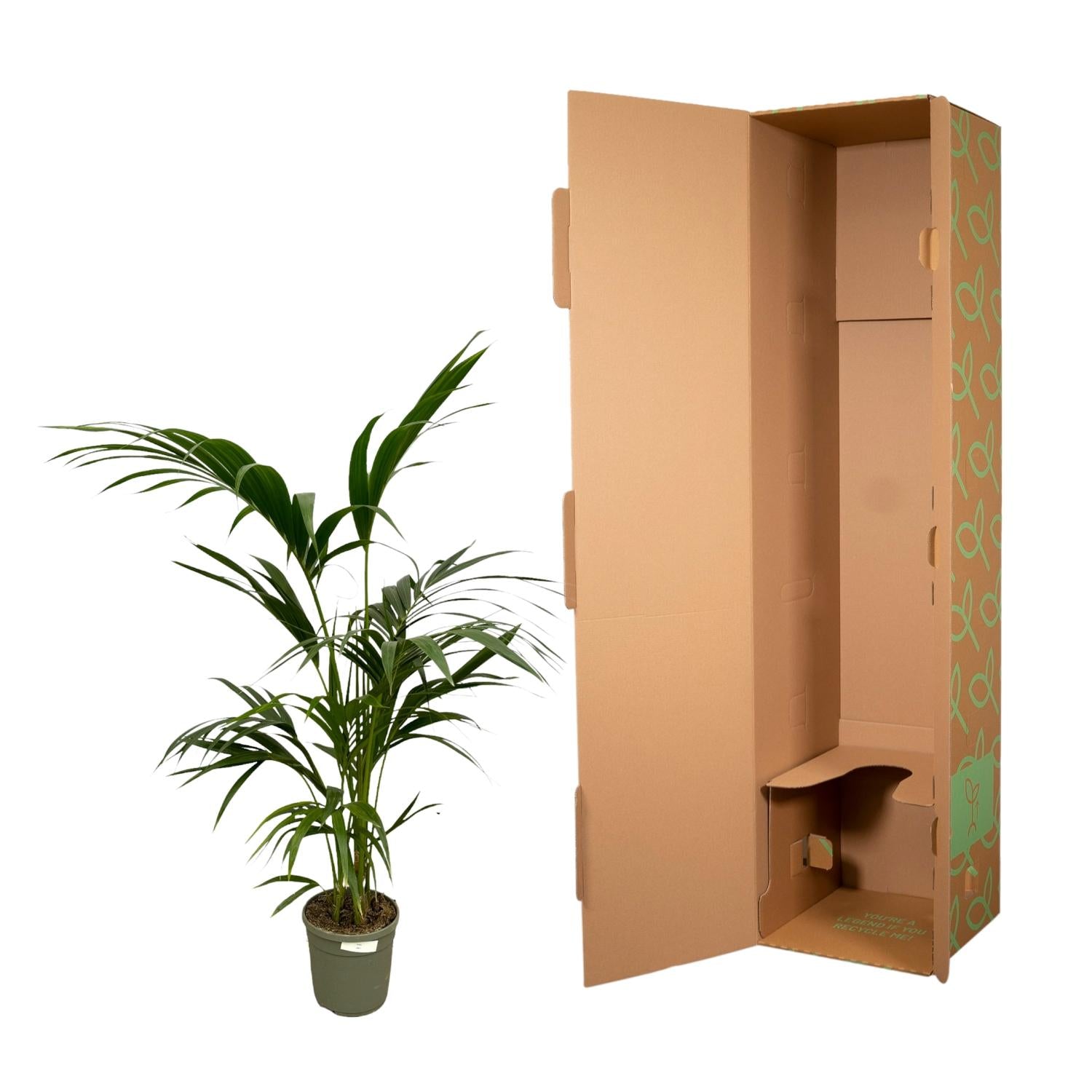 Kentia Palm Ø 21 H 130 cm 3