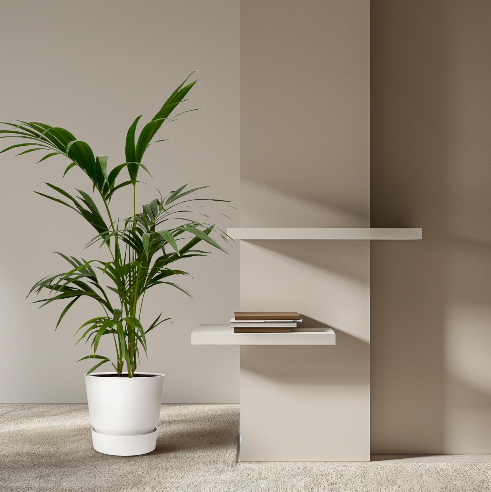 Kentia Palm Ø 21 H 130 cm 4