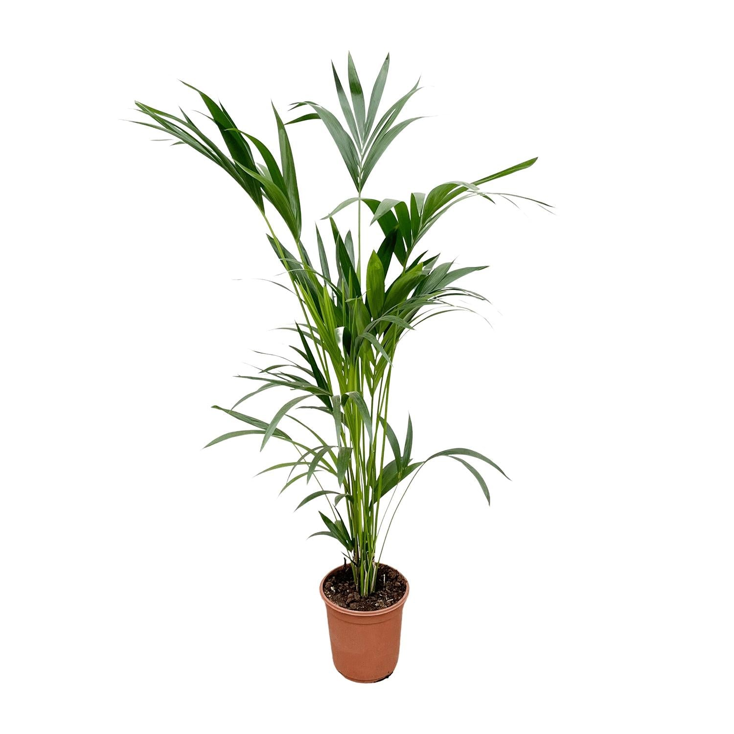 Kentia Palm Ø 24 H 160 cm