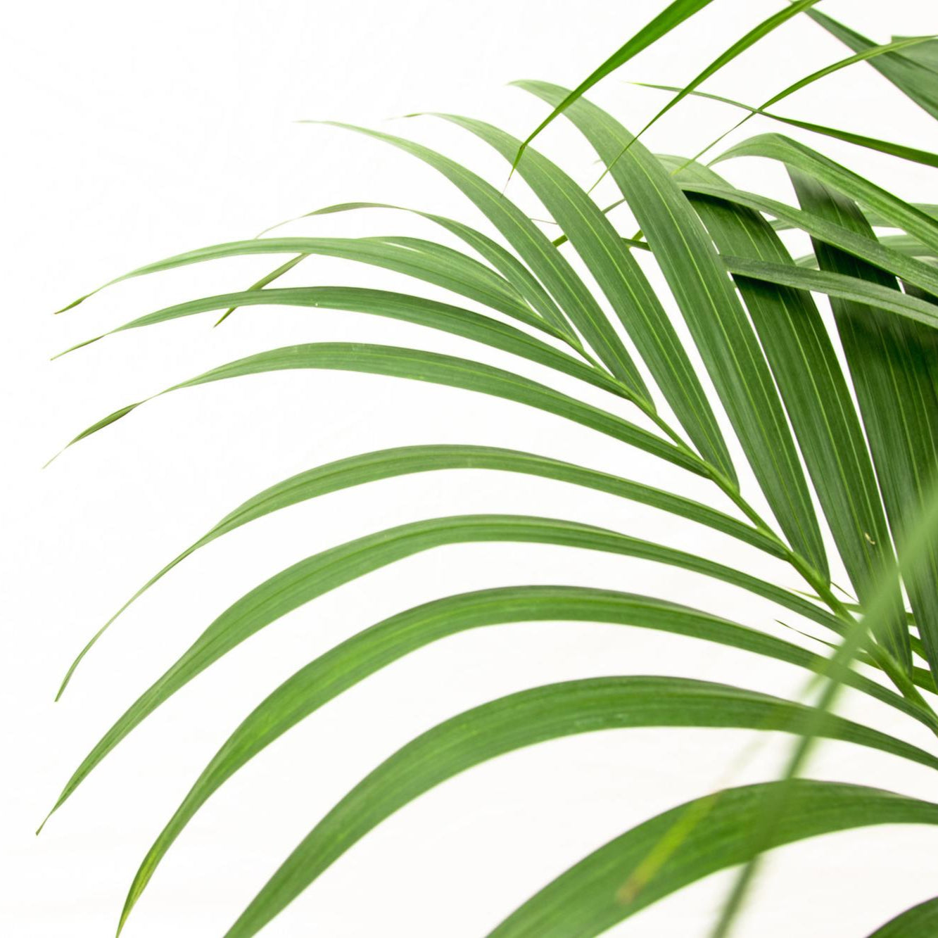 Kentia Palm Ø 24 H 160 cm 2