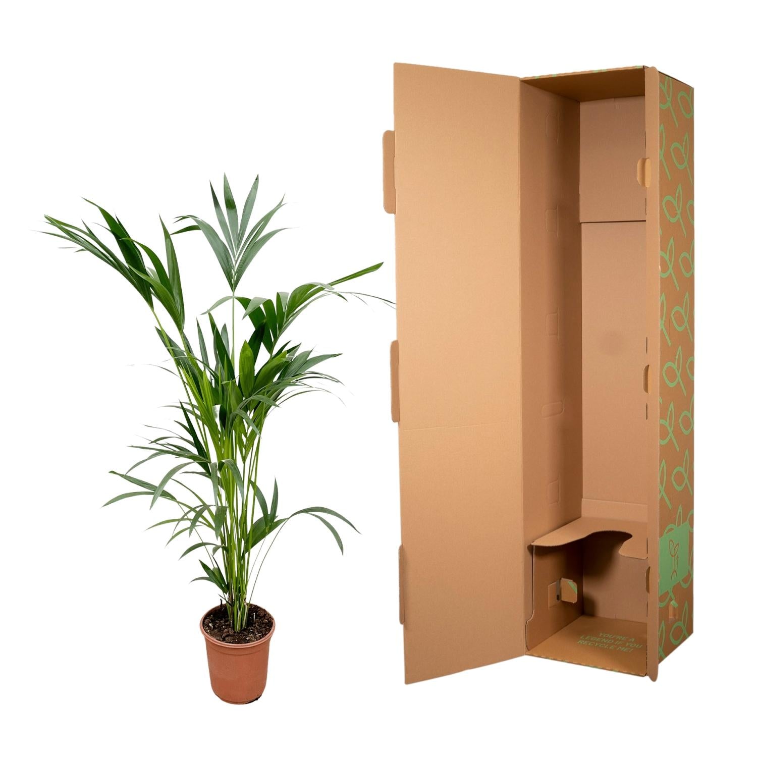 Kentia Palm Ø 24 H 160 cm 4