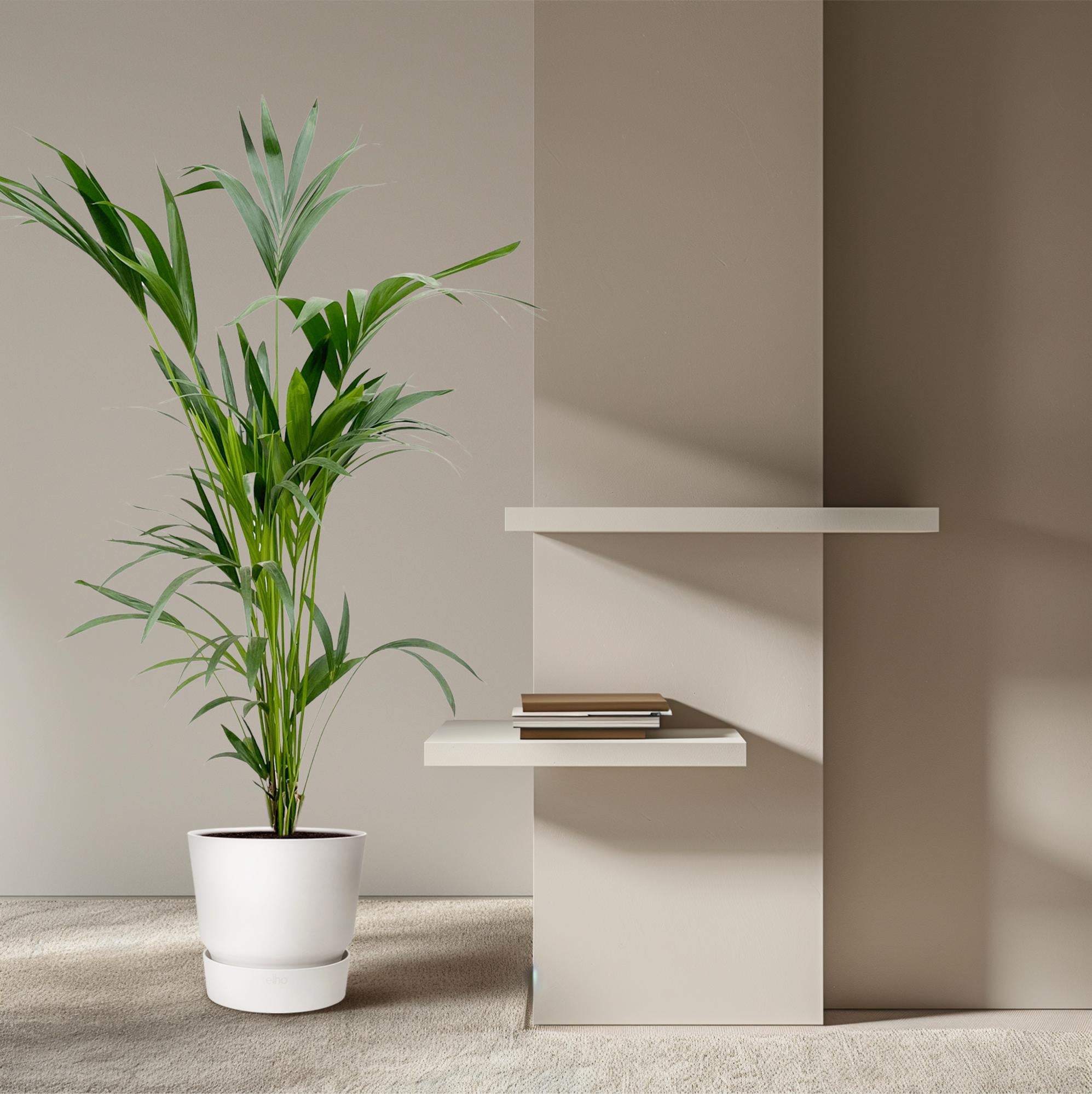 Kentia Palm Ø 24 H 160 cm 5