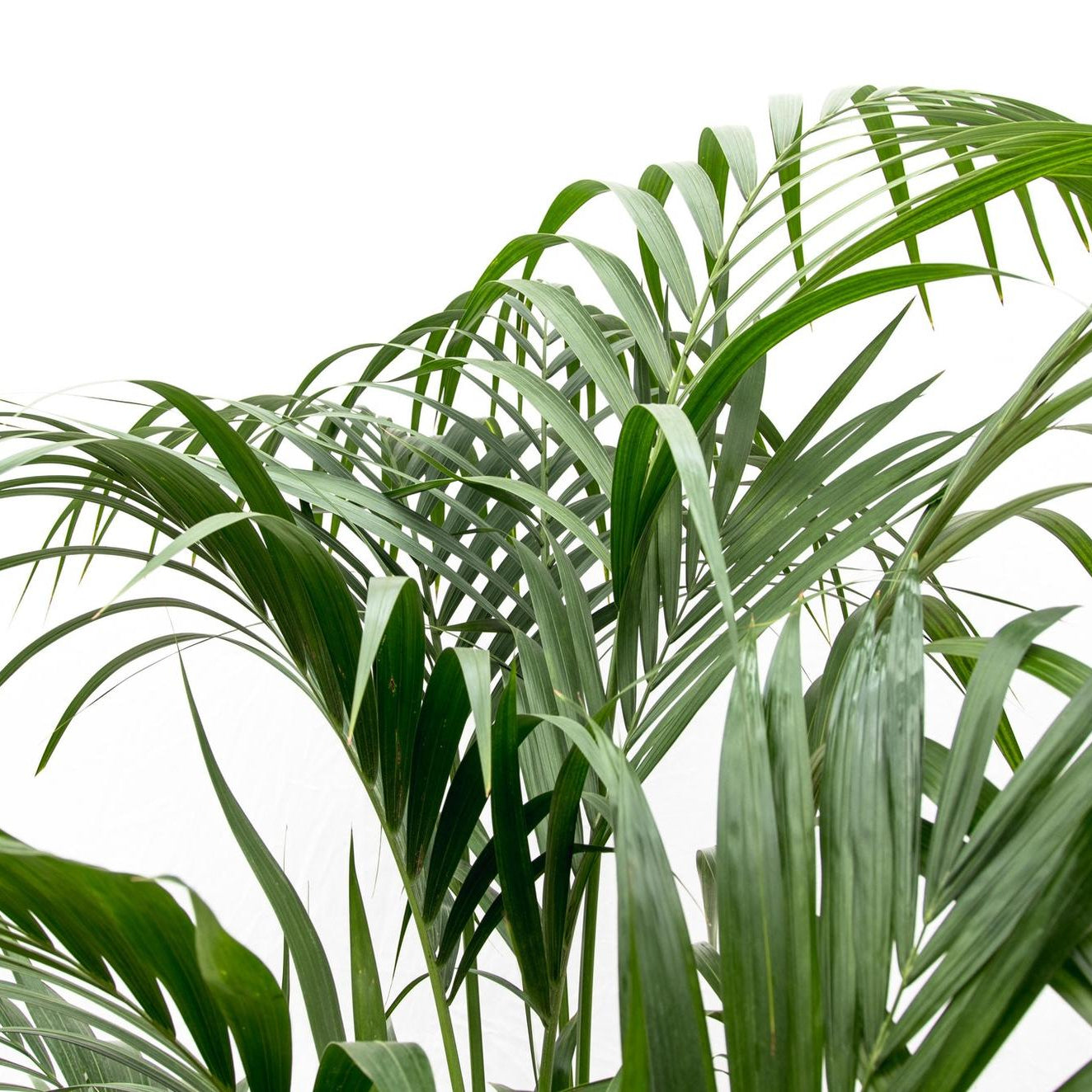 Kentia Palm Ø 24 H 180 cm 2