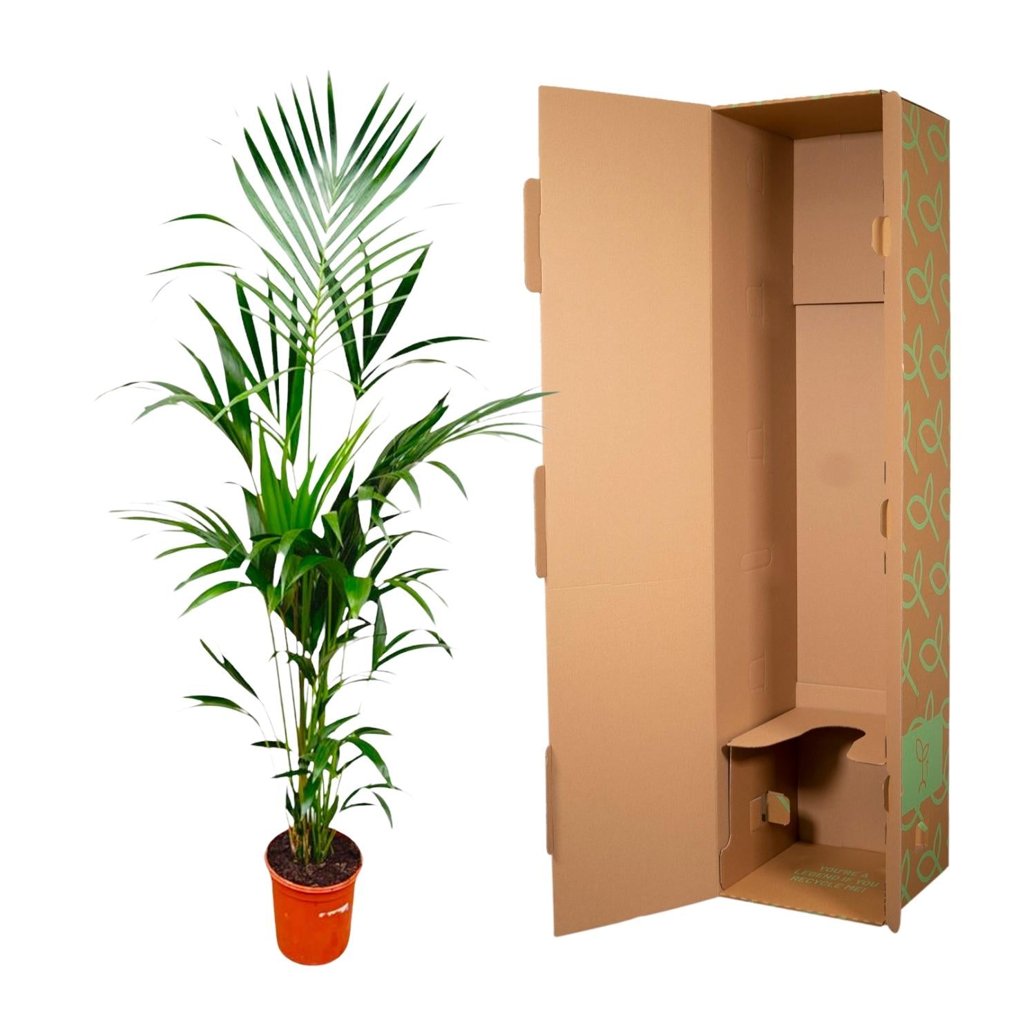 Kentia Palm Ø 24 H 180 cm 4