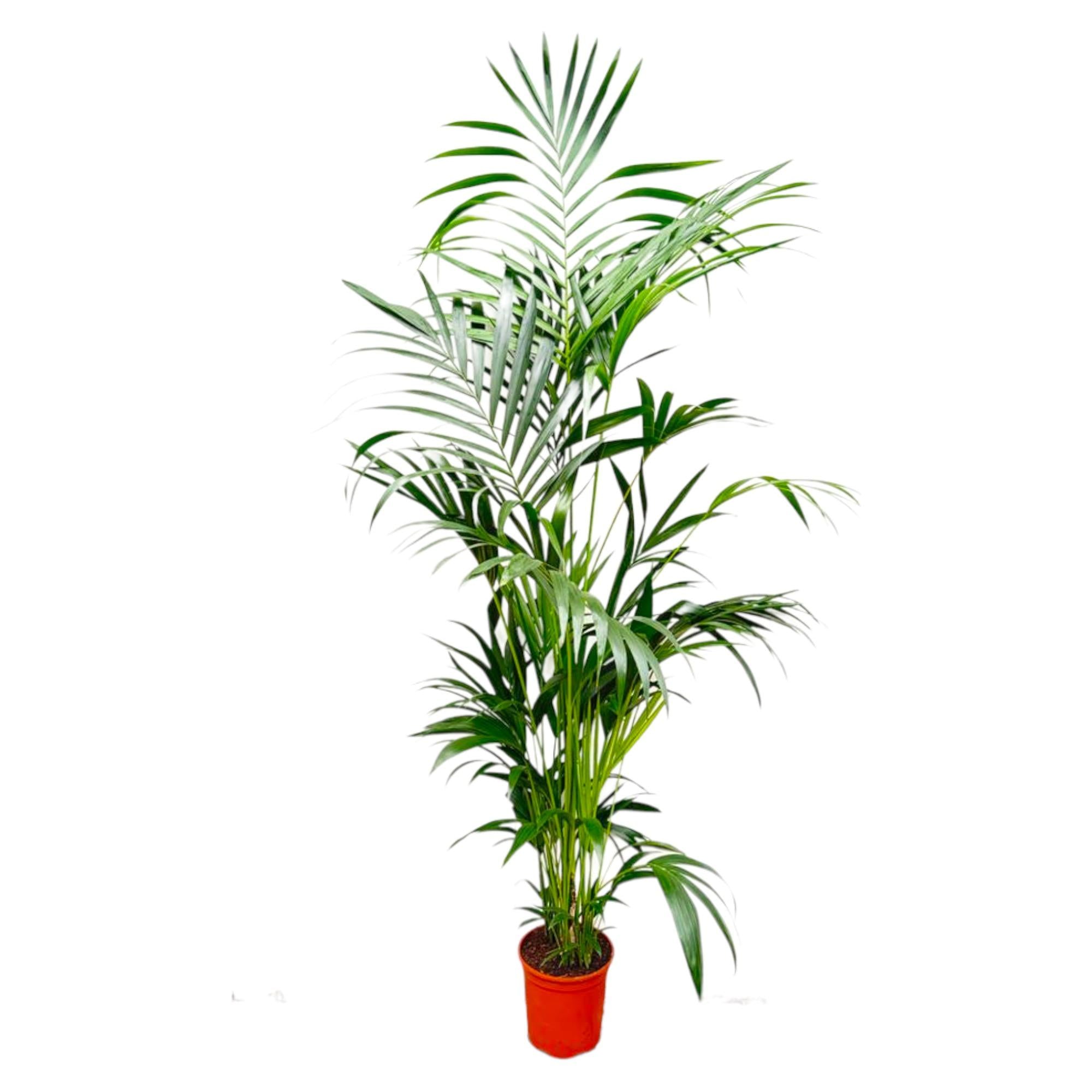 Kentia Palm Ø 30 H 200 cm