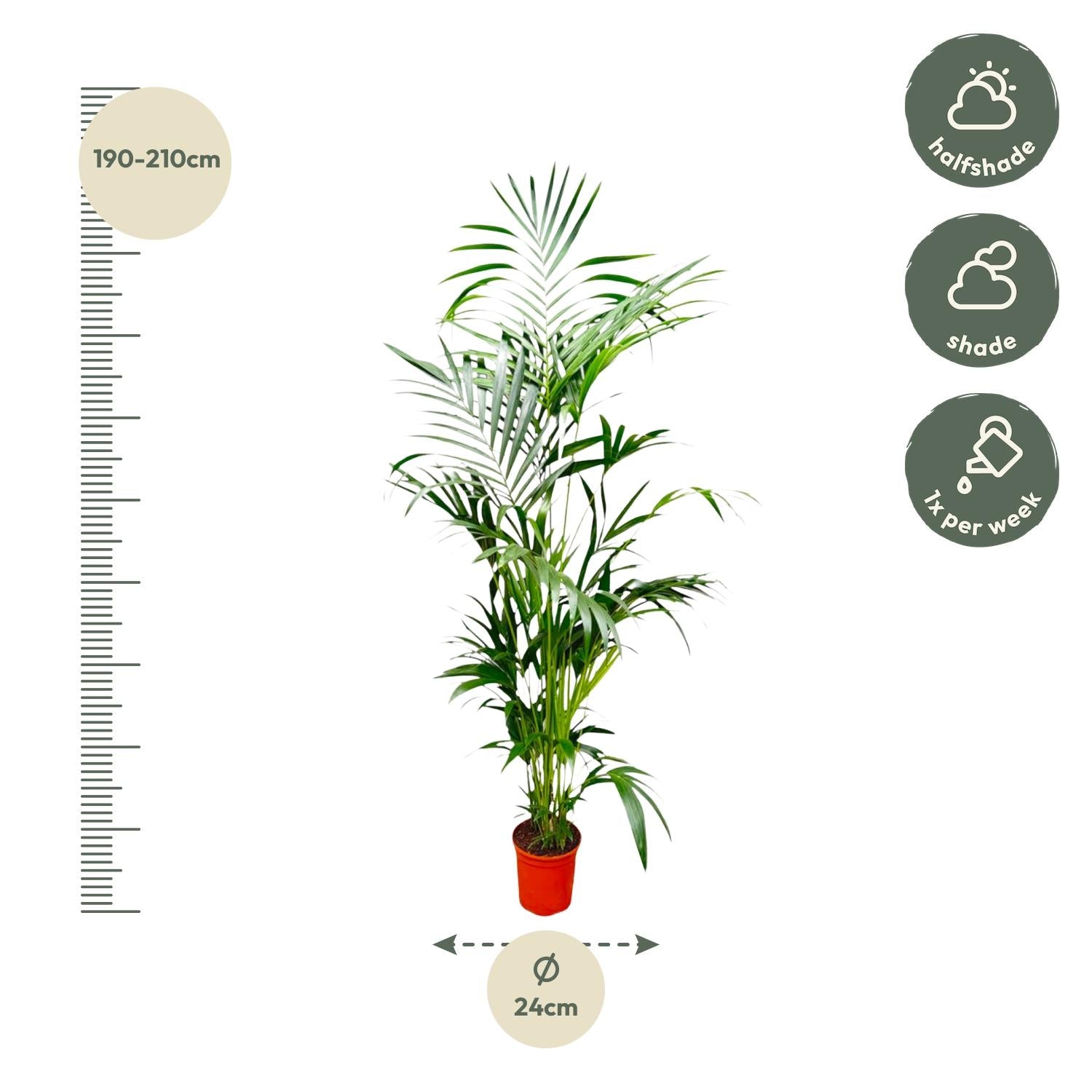 Kentia Palm Ø 30 H 200 cm 2