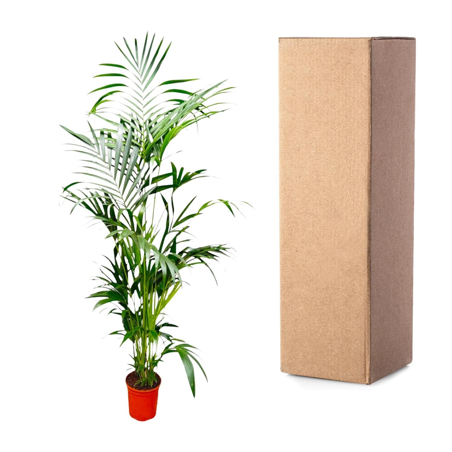 Kentia Palm Ø 30 H 200 cm 3