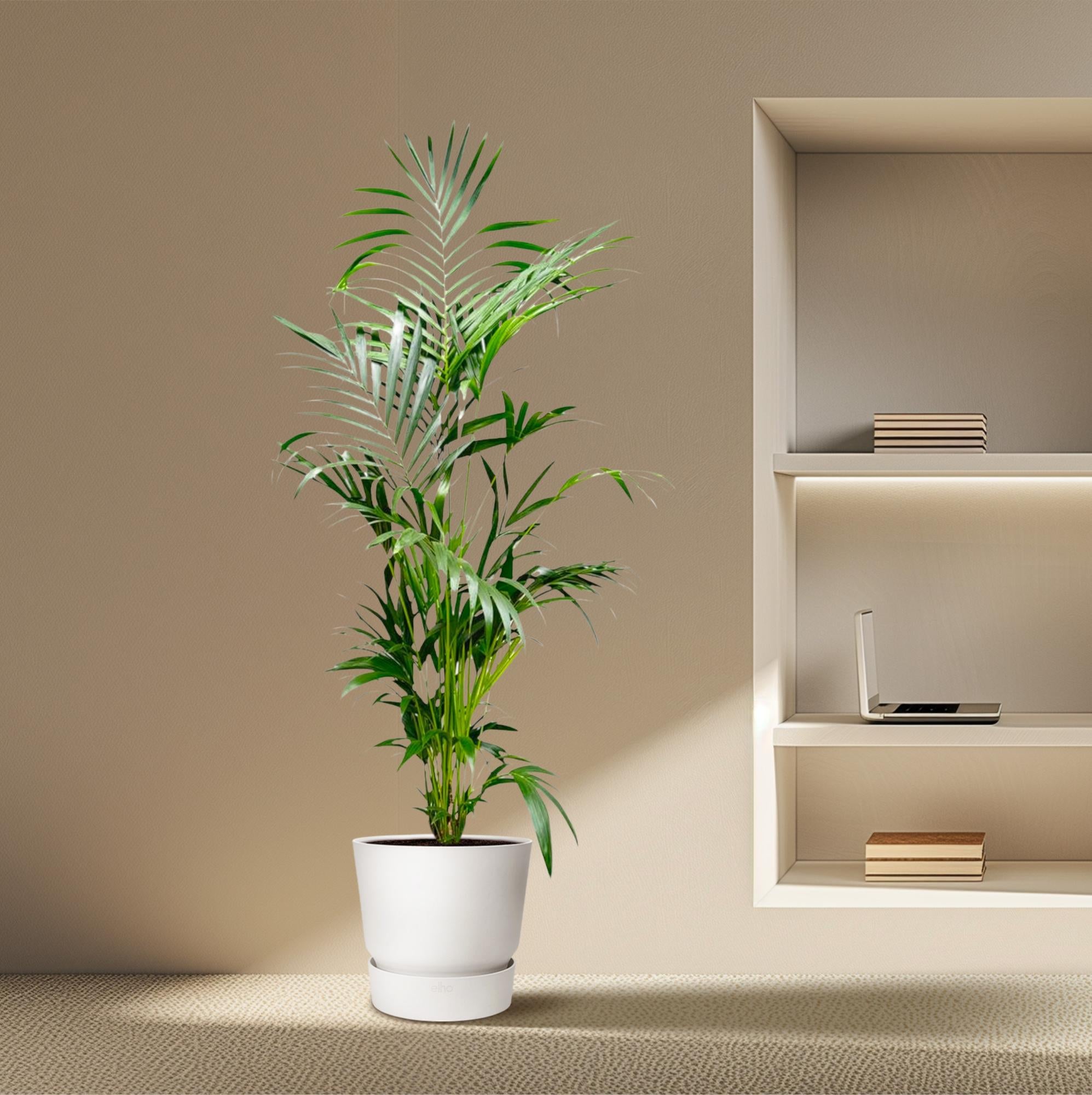 Kentia Palm Ø 30 H 200 cm 4