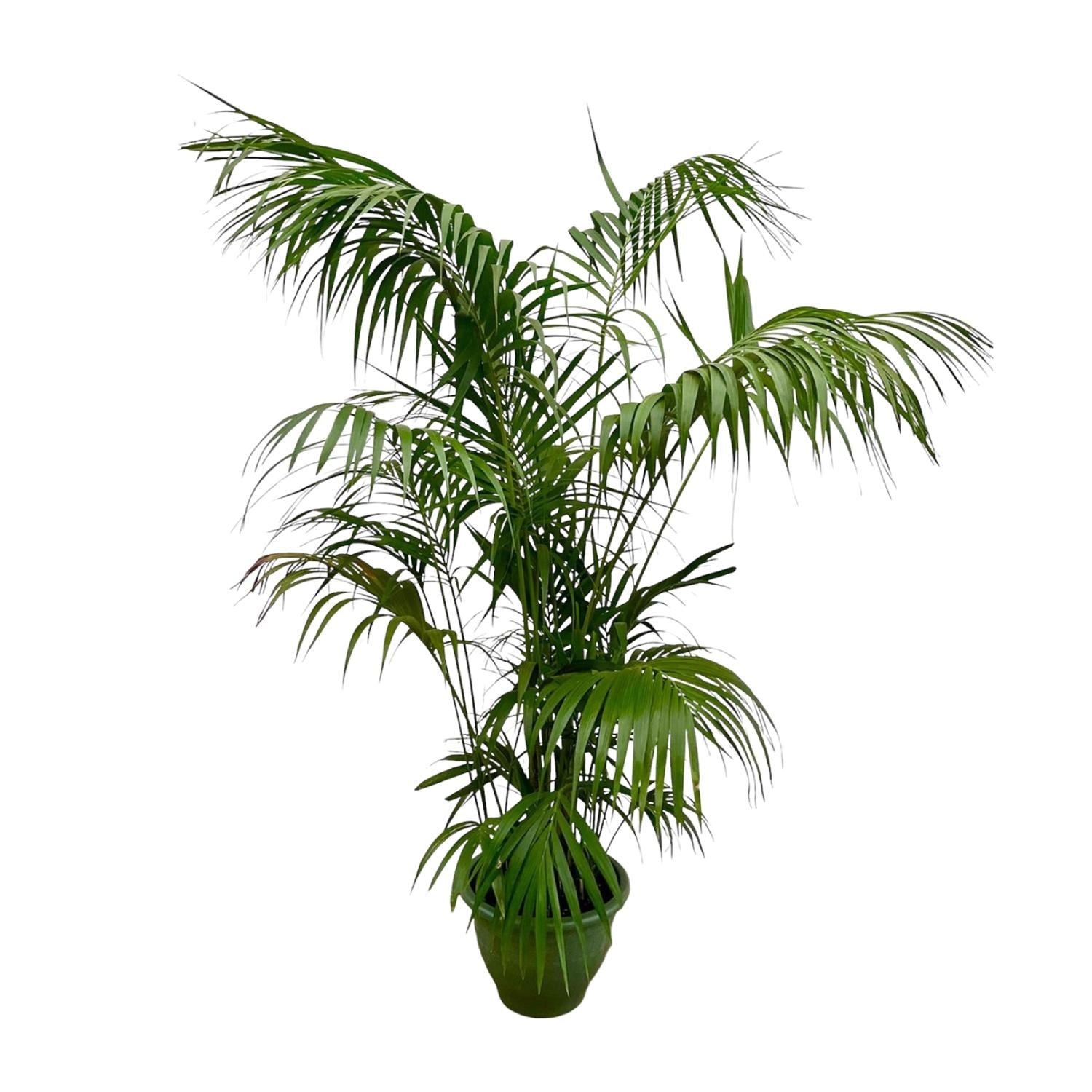 Kentia Palm Ø 35 H 260 cm