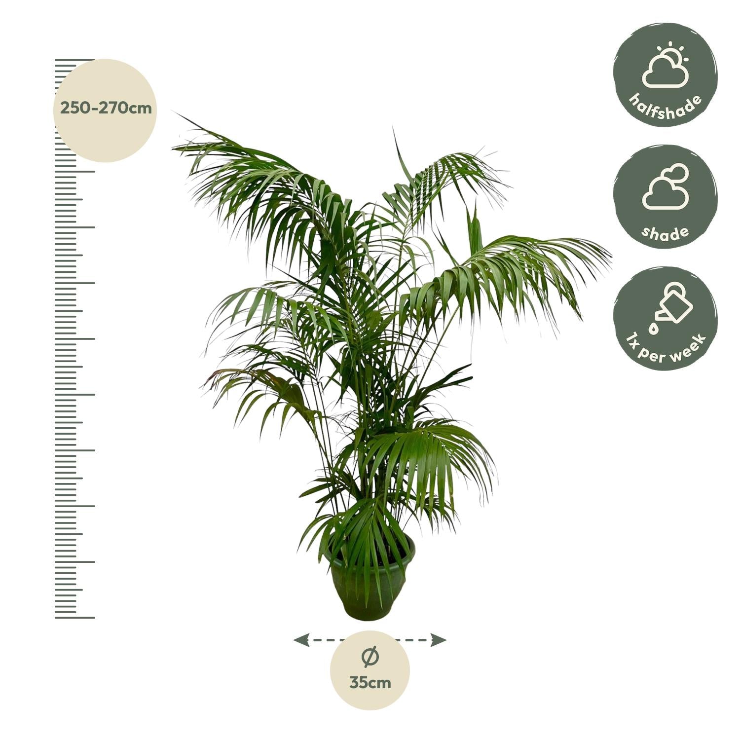 Kentia Palm Ø 35 H 260 cm 2