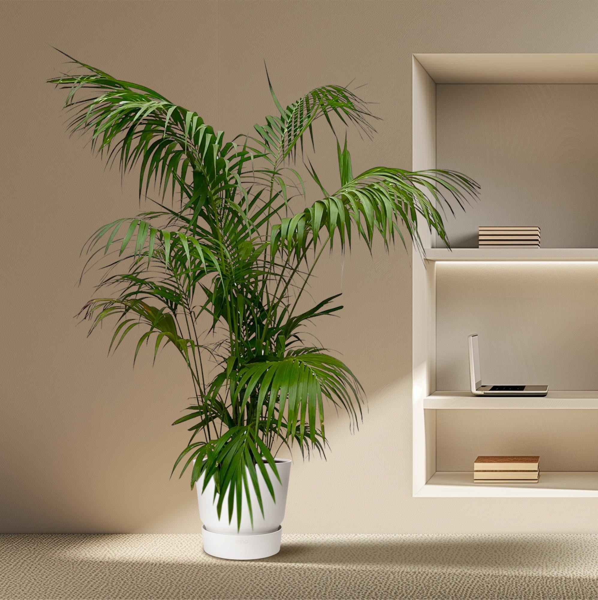 Kentia Palm Ø 35 H 260 cm 4
