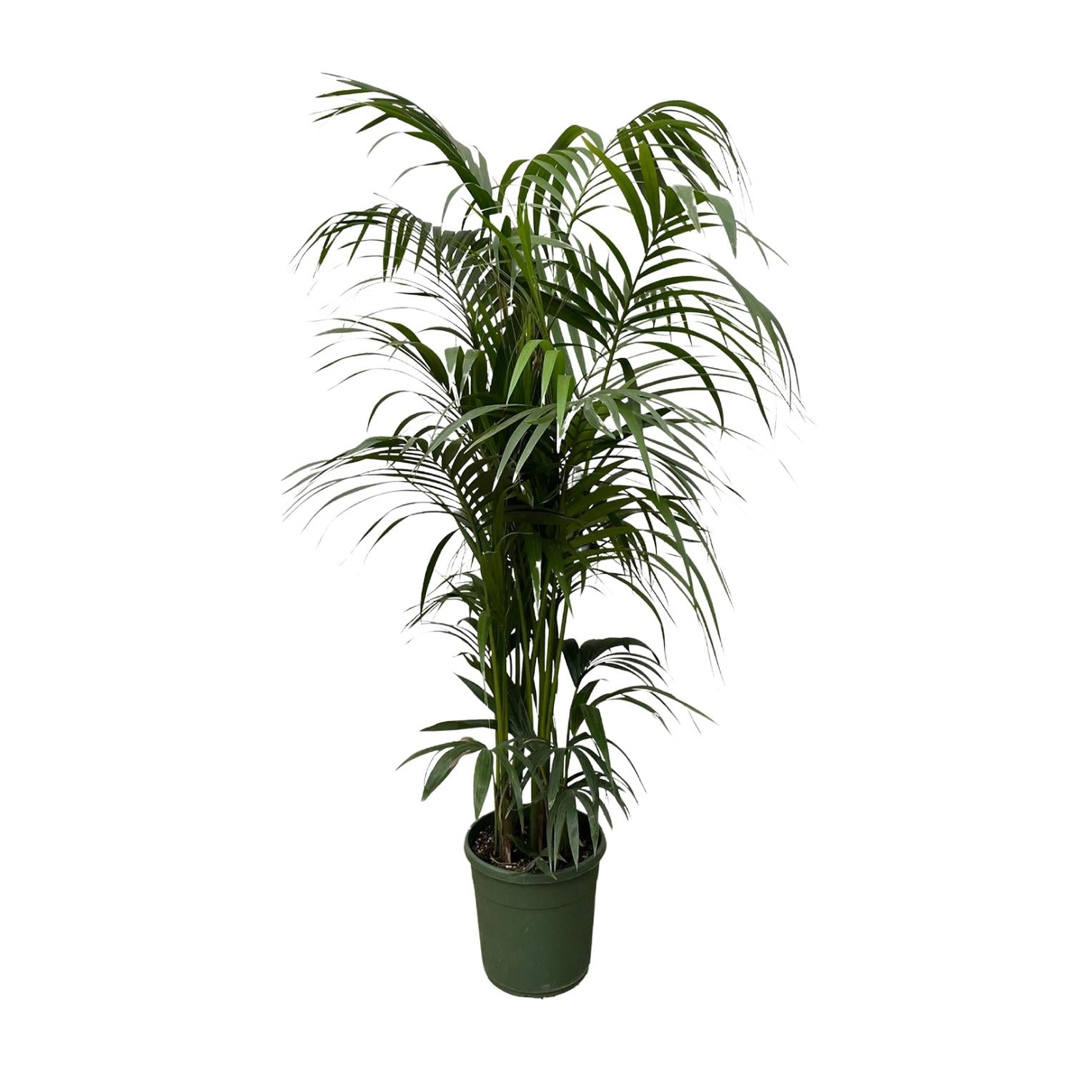 Kentia Palm Ø 38 H 220 cm