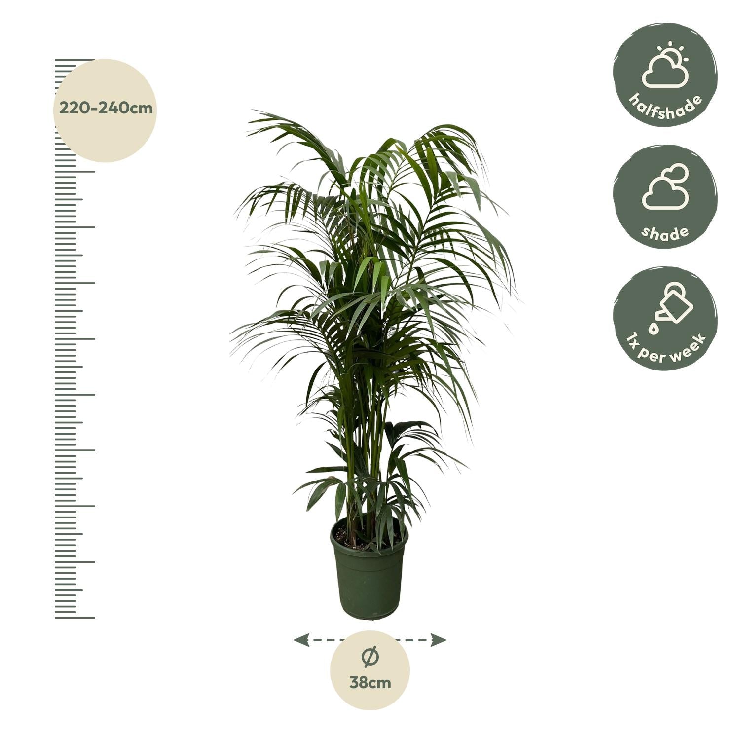 Kentia Palm Ø 38 H 220 cm 2