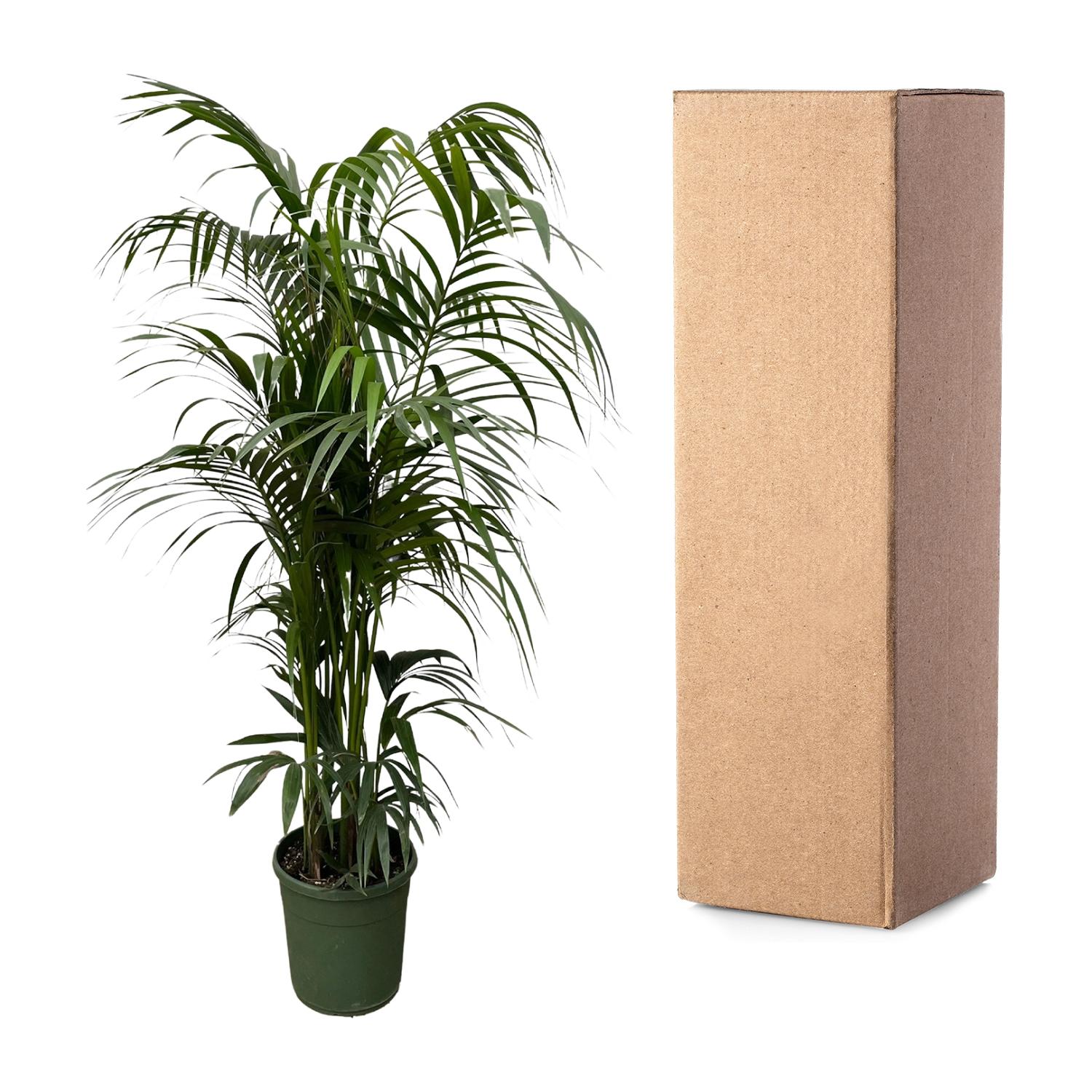 Kentia Palm Ø 38 H 220 cm 3
