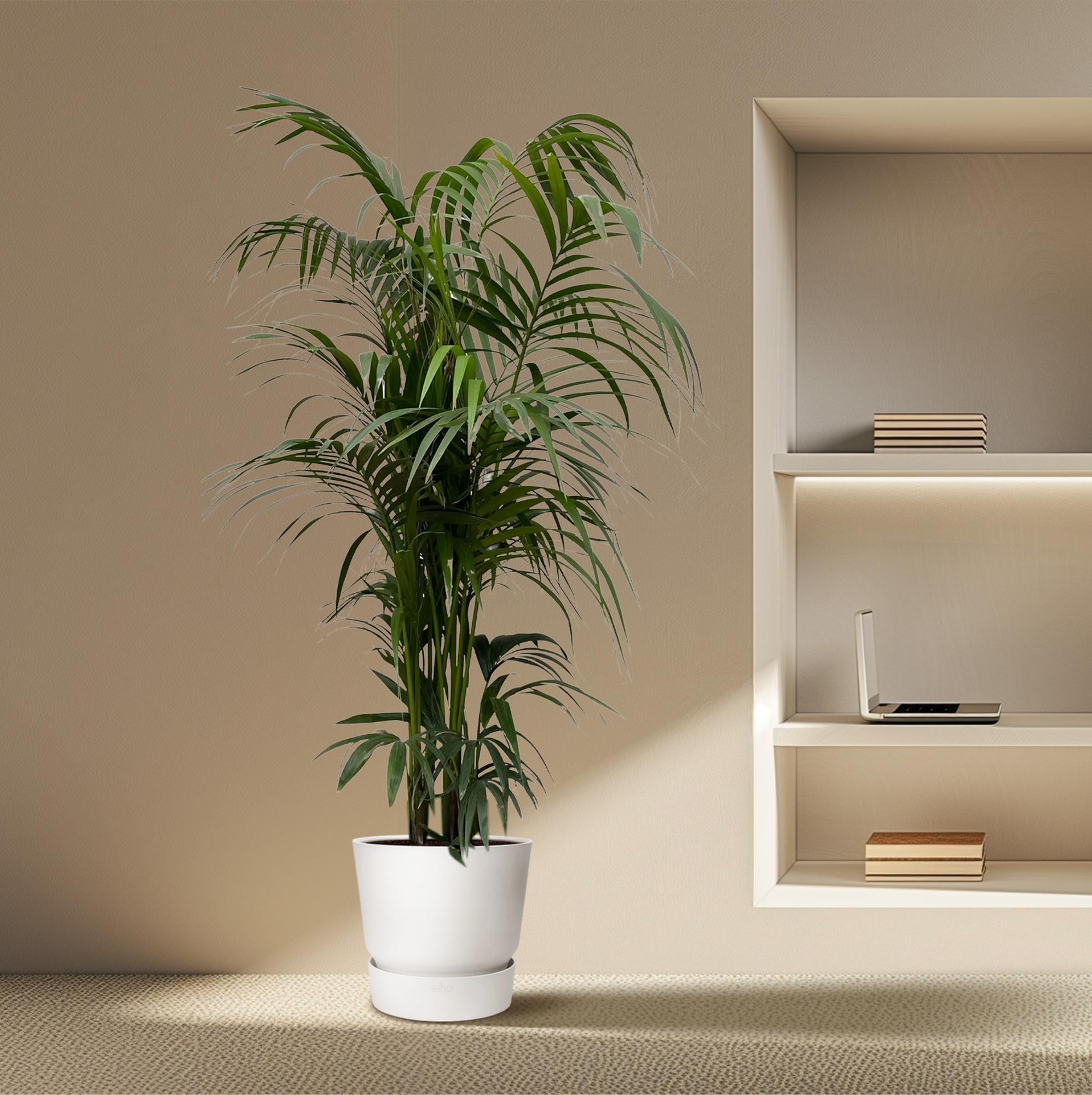 Kentia Palm Ø 38 H 220 cm 4