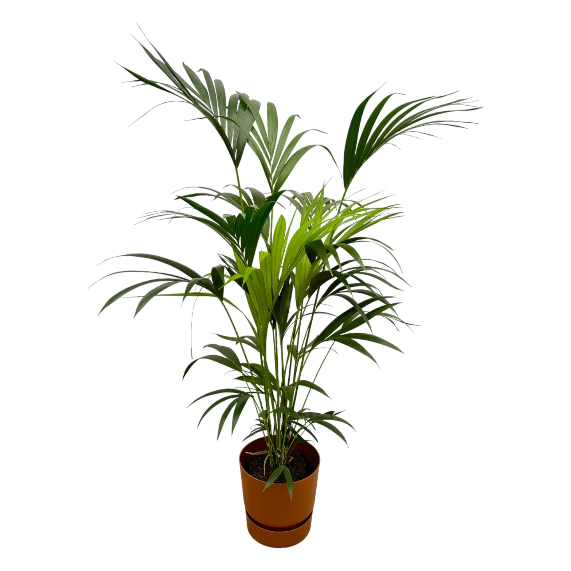 Kentia Palm Inclusief Elho Greenville Round Bruin Ø 24 H 160 cm