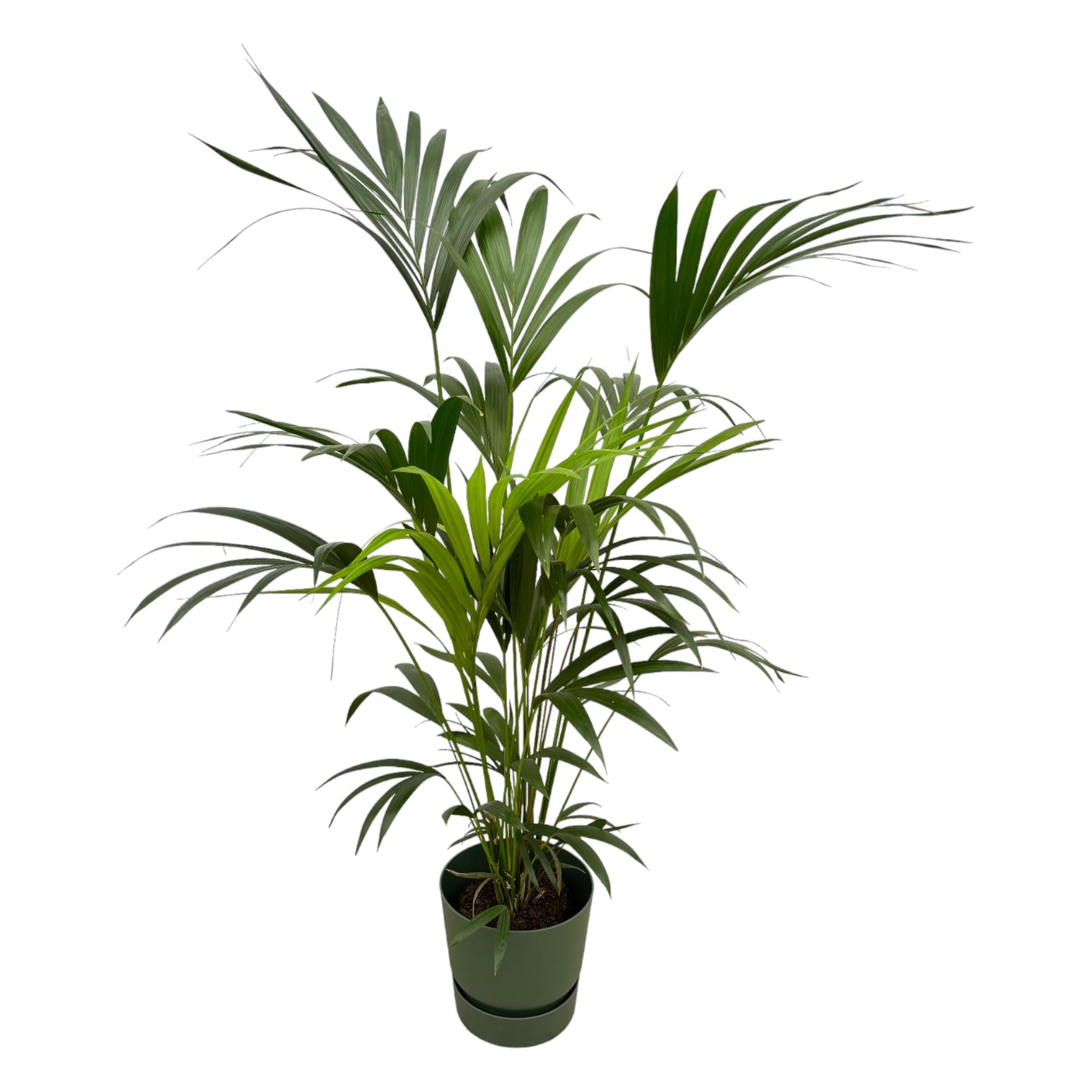 Kentia Palm Inclusief Elho Greenville Round Groen Ø 30 H 160 cm