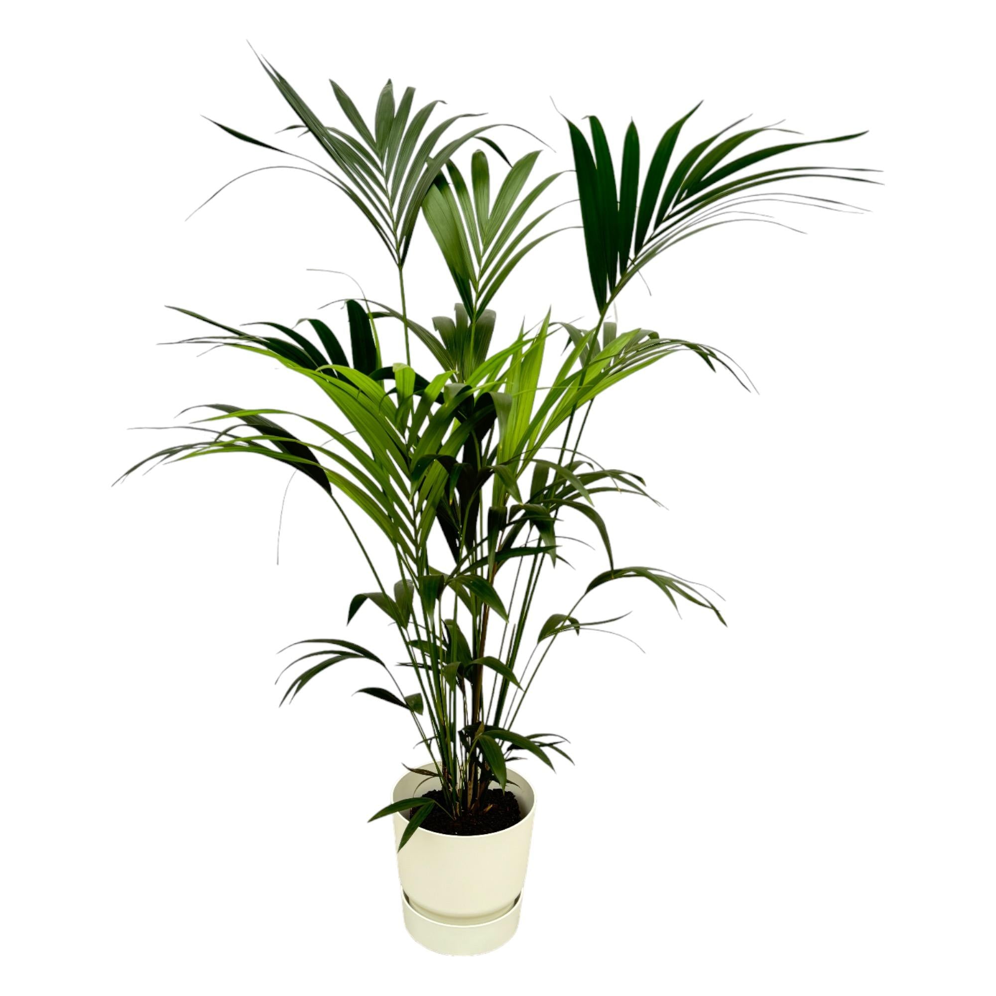 Kentia Palm Inclusief Elho Greenville Round Wit Ø 30 H 160 cm